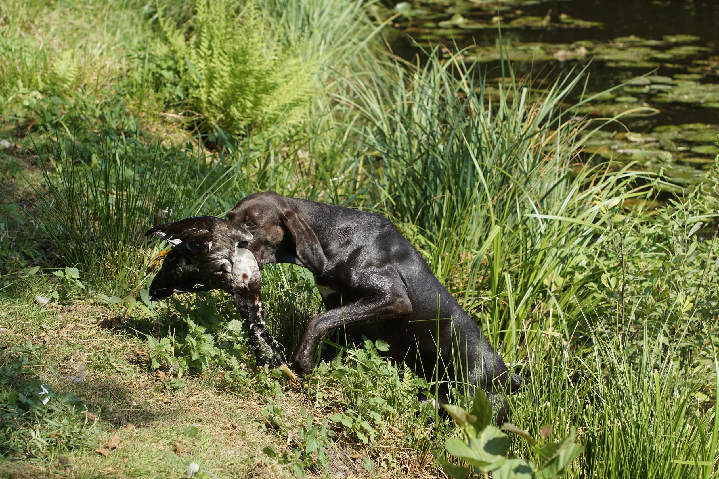 _DSC9343.JPG