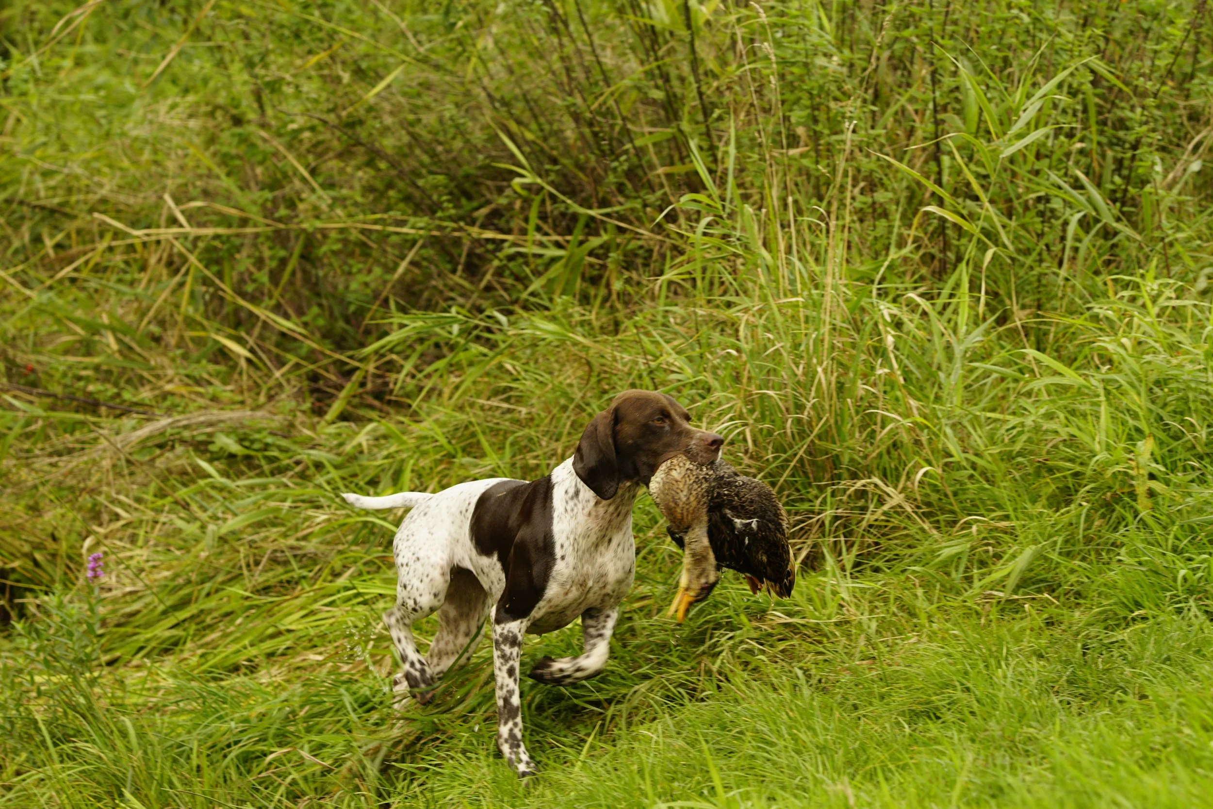 _DSC9046.JPG