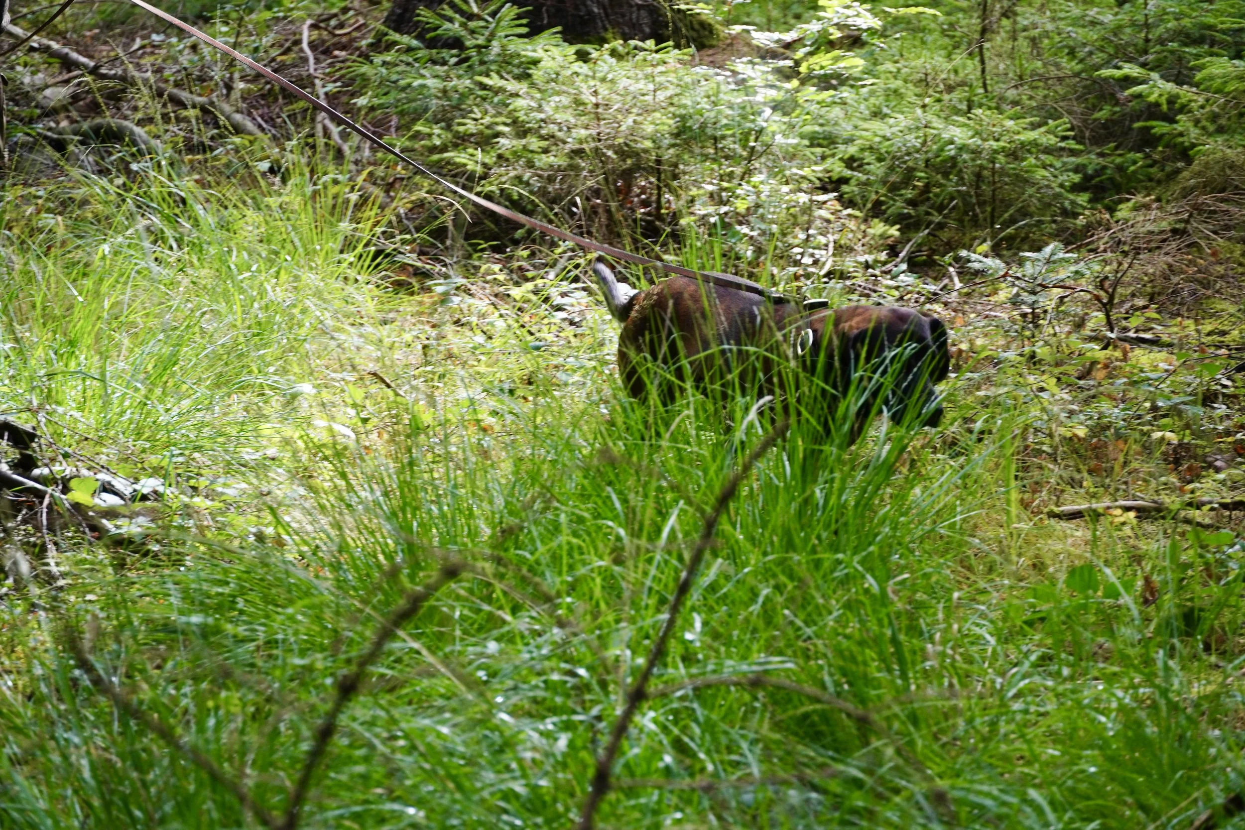 DSC00681.JPG