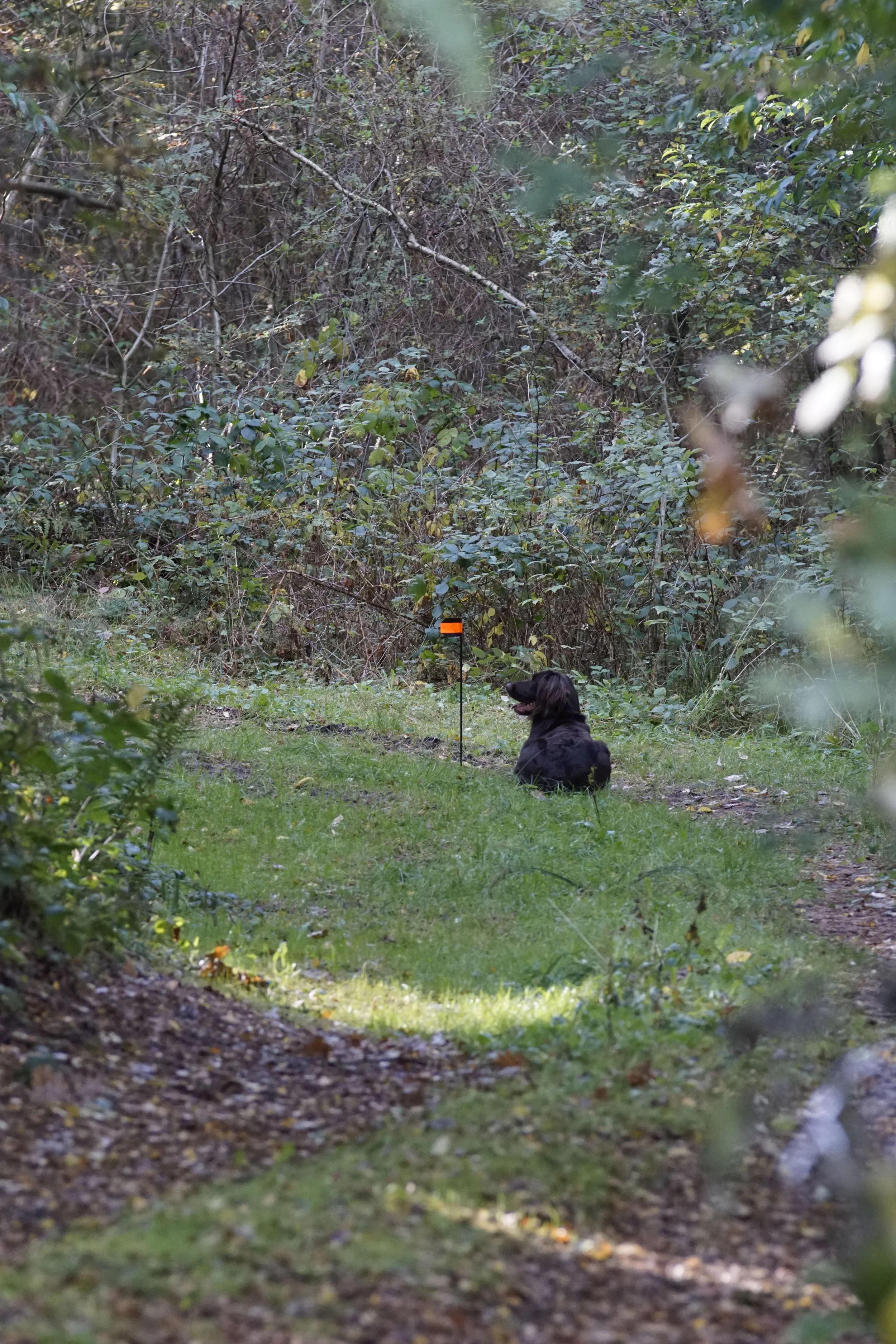 _DSC3390.JPG