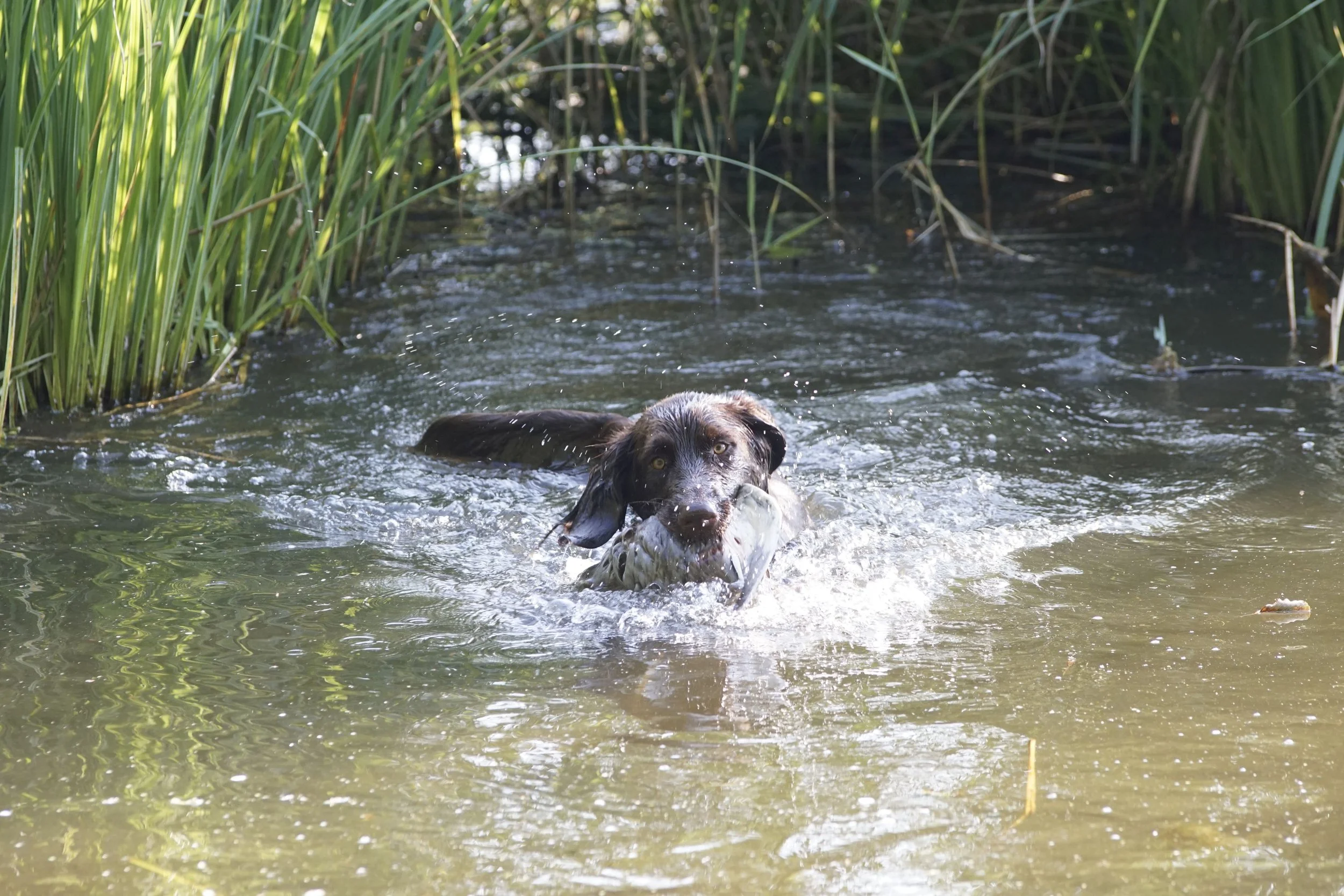 _DSC8839.JPG