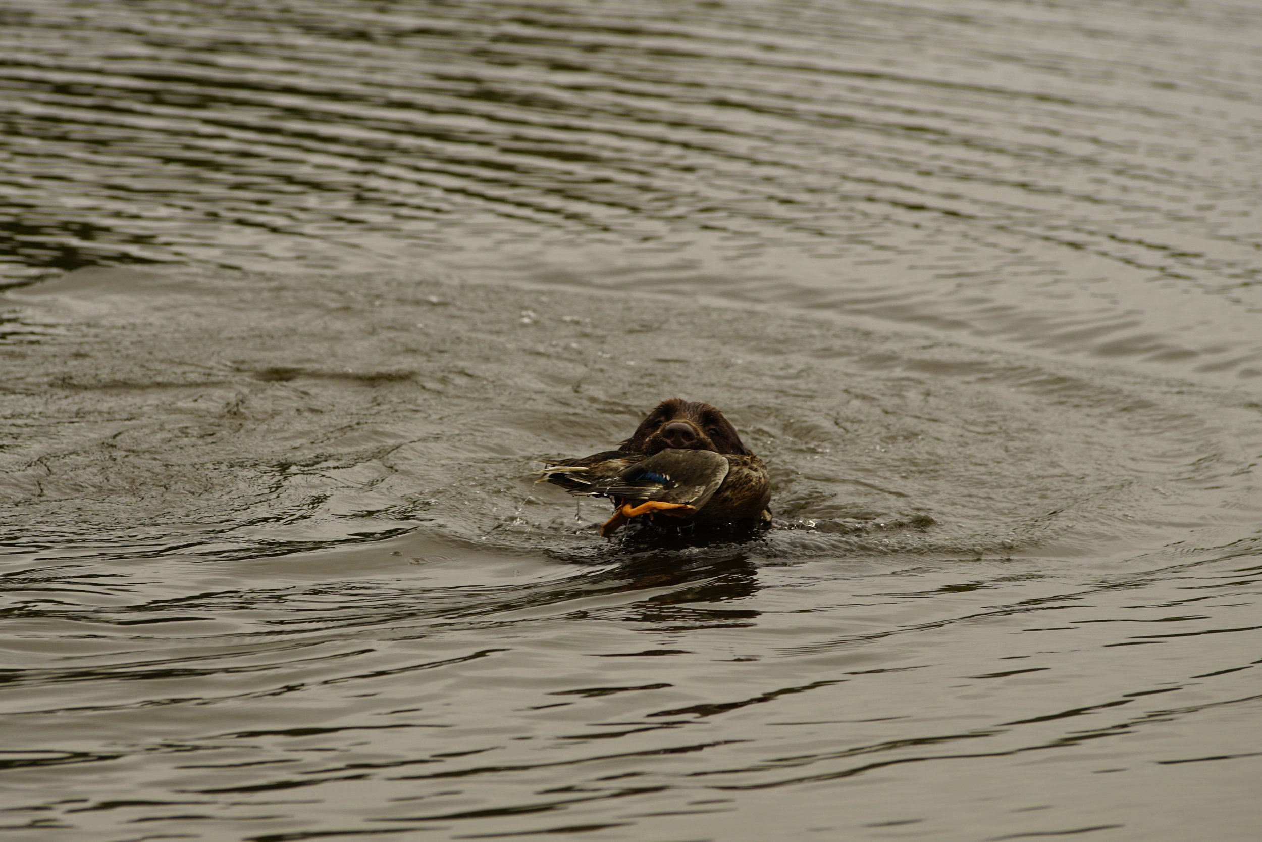 _DSC9226.JPG