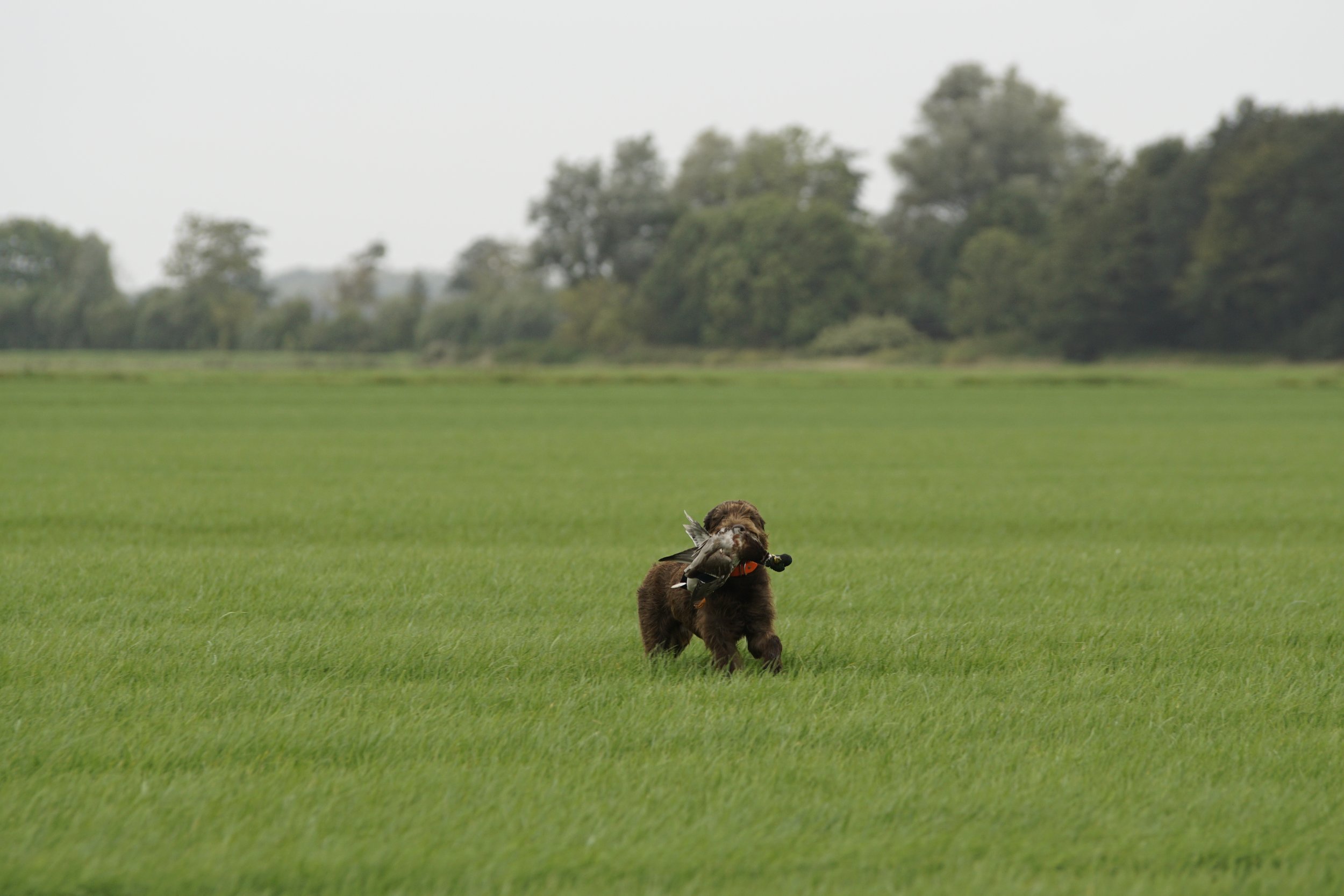 _DSC9487.JPG