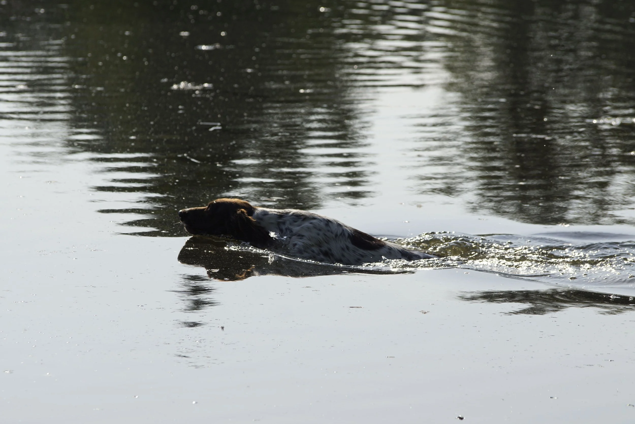 _DSC8873.JPG