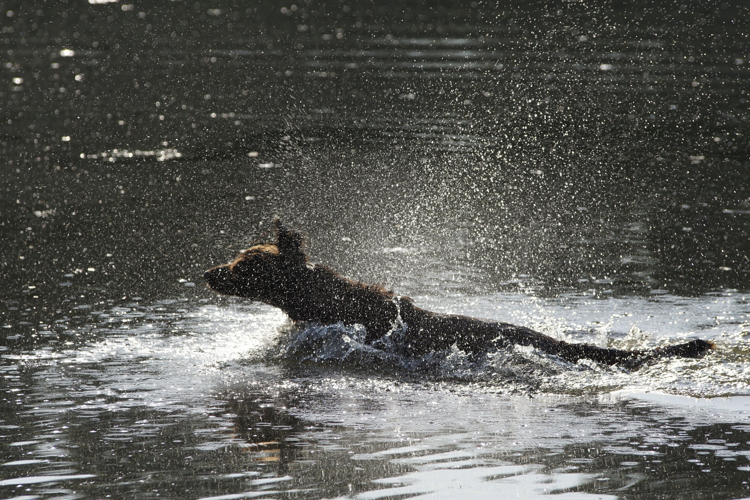 _DSC8814.JPG