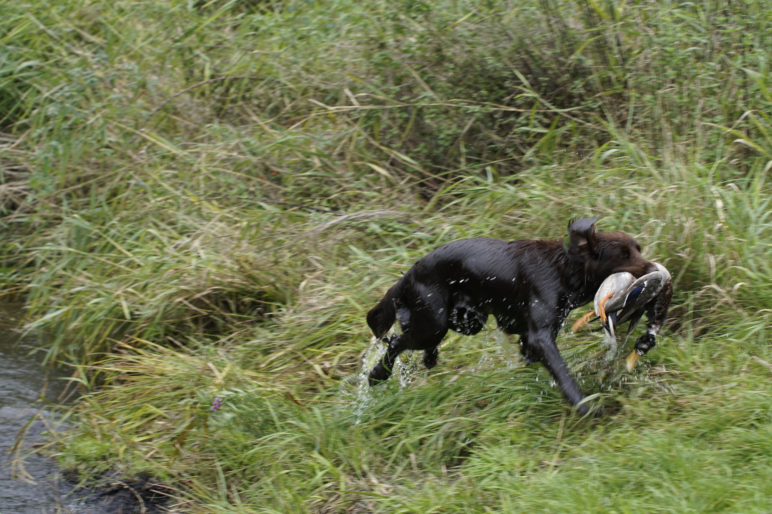 _DSC9203.JPG