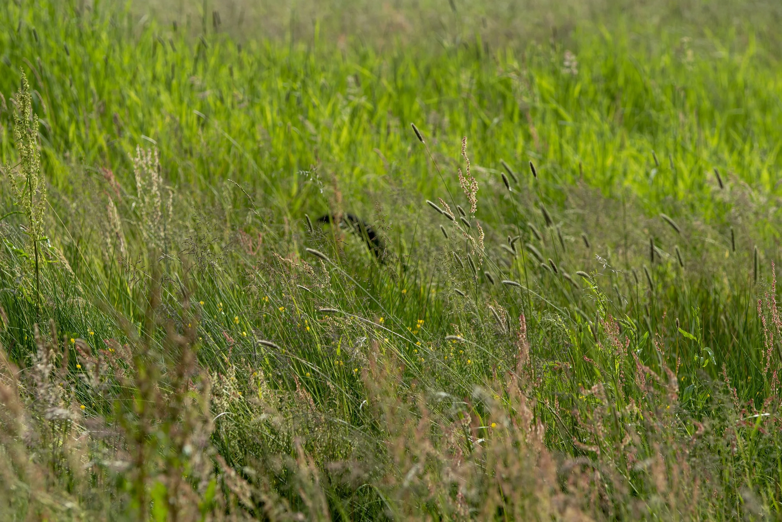 _DSC4836.jpg
