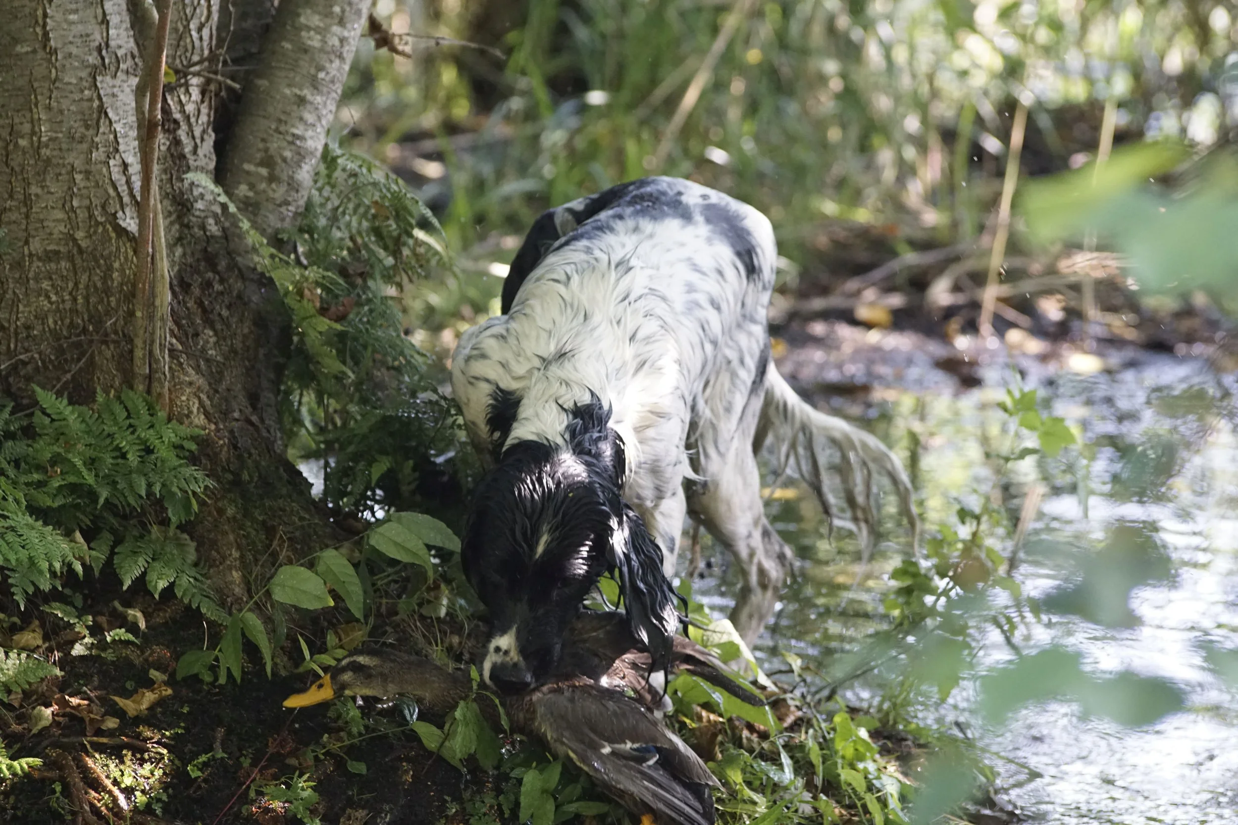 _DSC9280.JPG