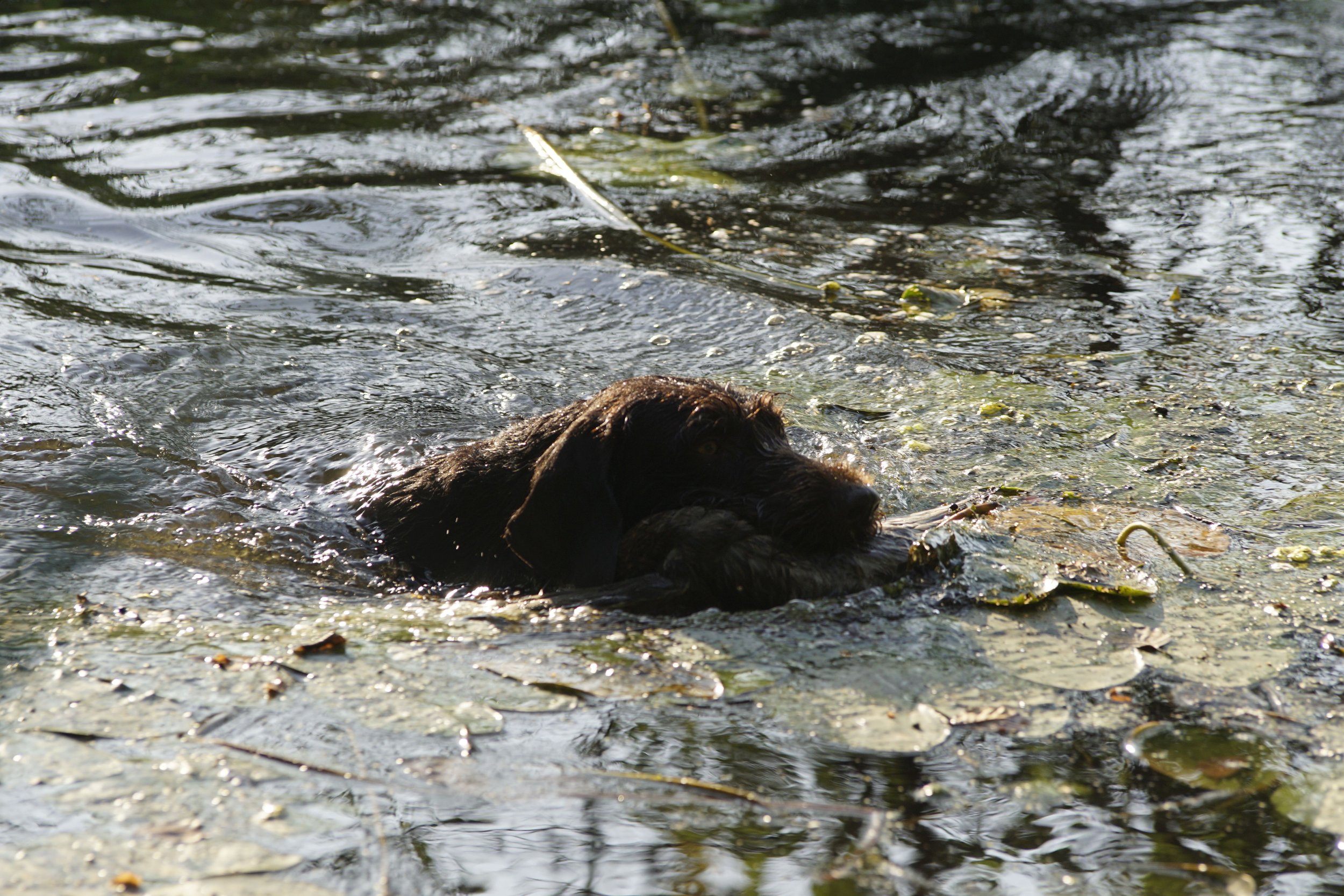 _DSC8647.JPG