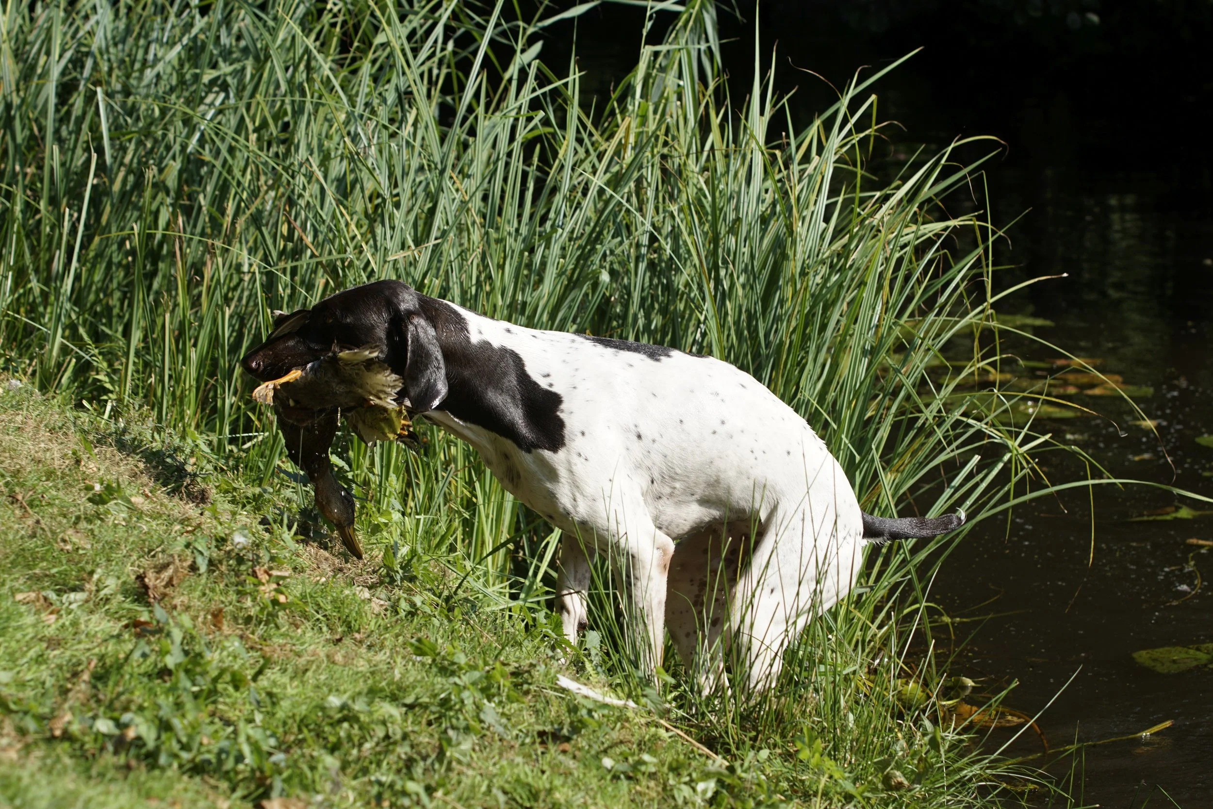 _DSC9159.JPG