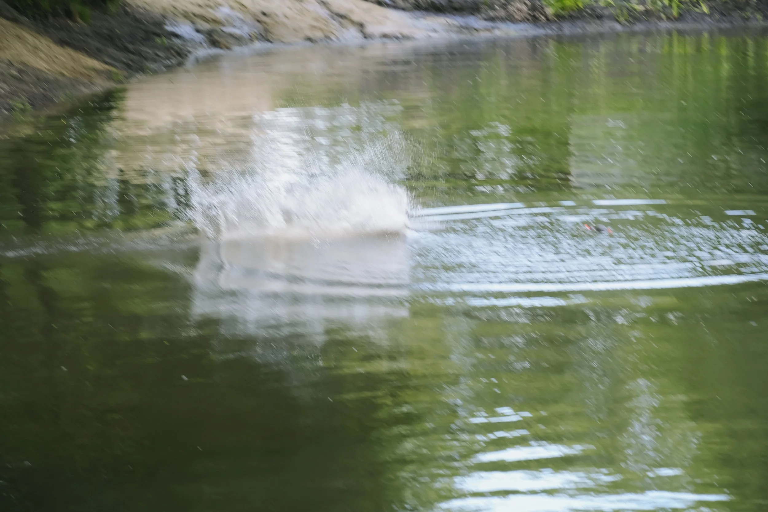 DSC01792.jpg