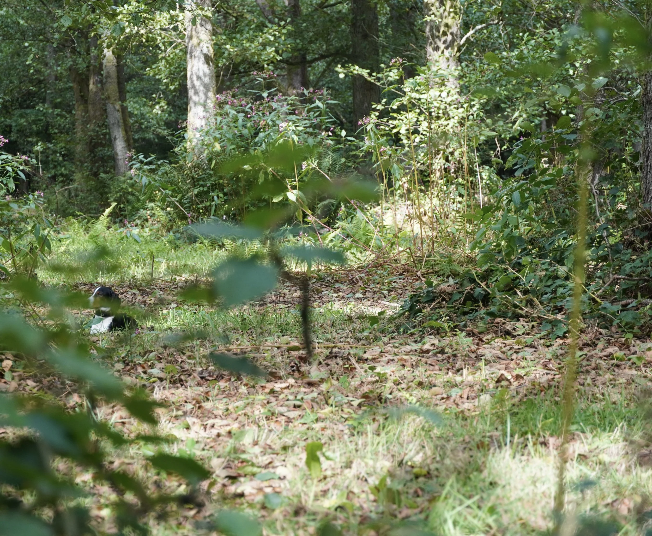 DSC00858.JPG