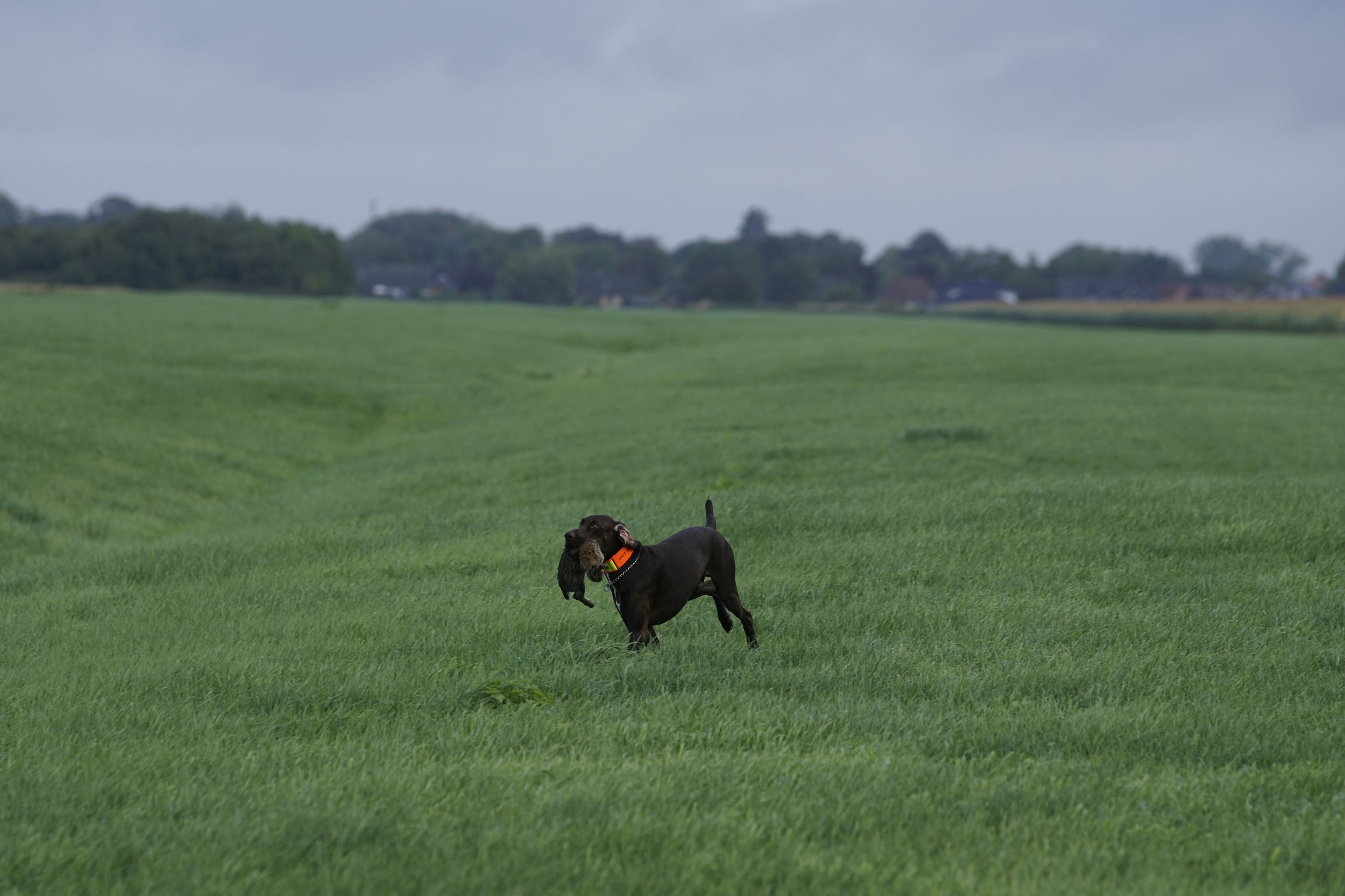 _DSC7600.JPG