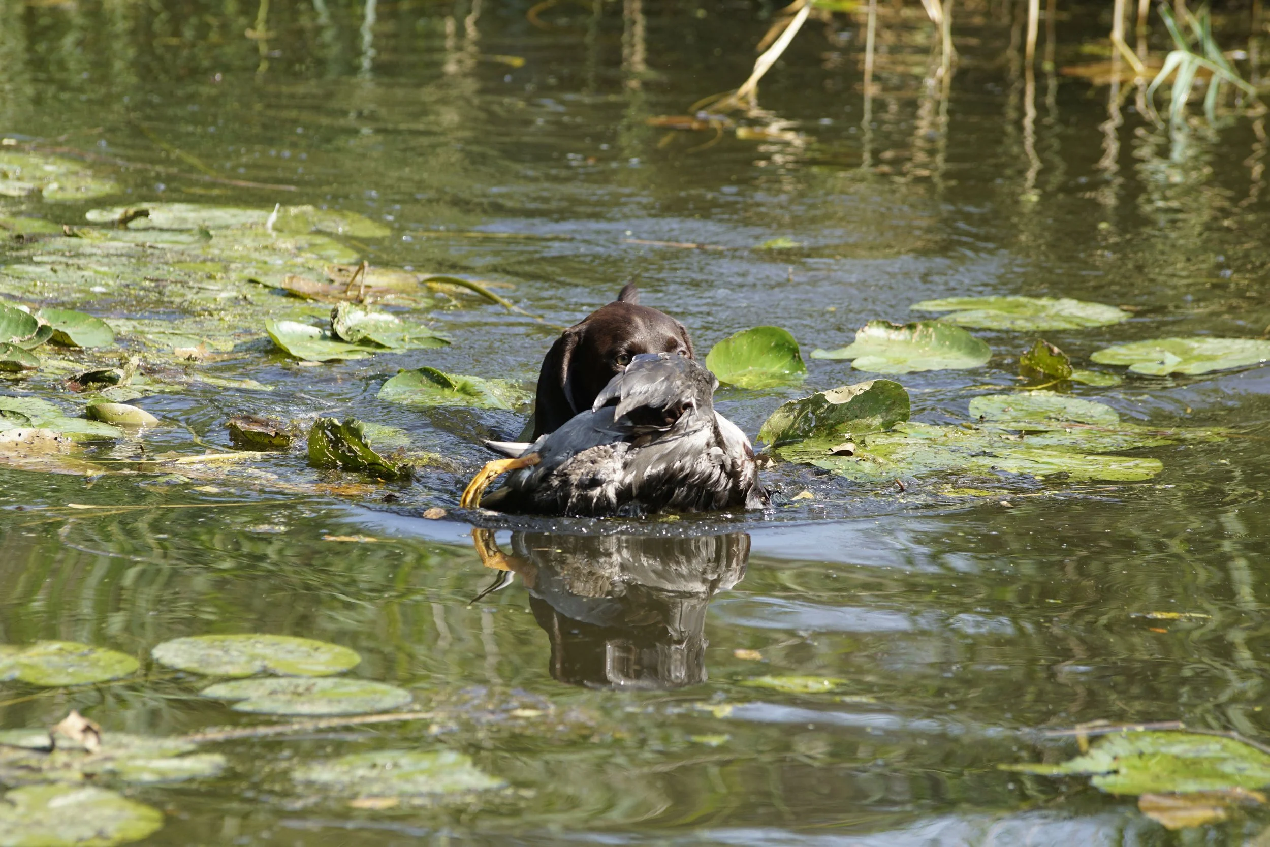 _DSC9335.JPG