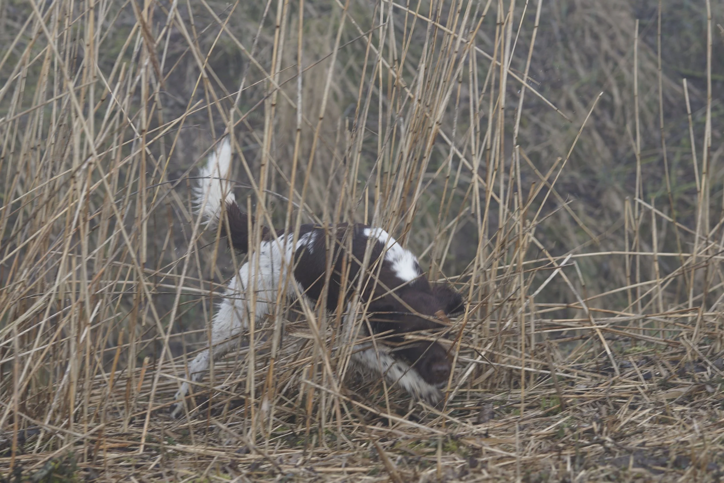 _DSC0030.JPG