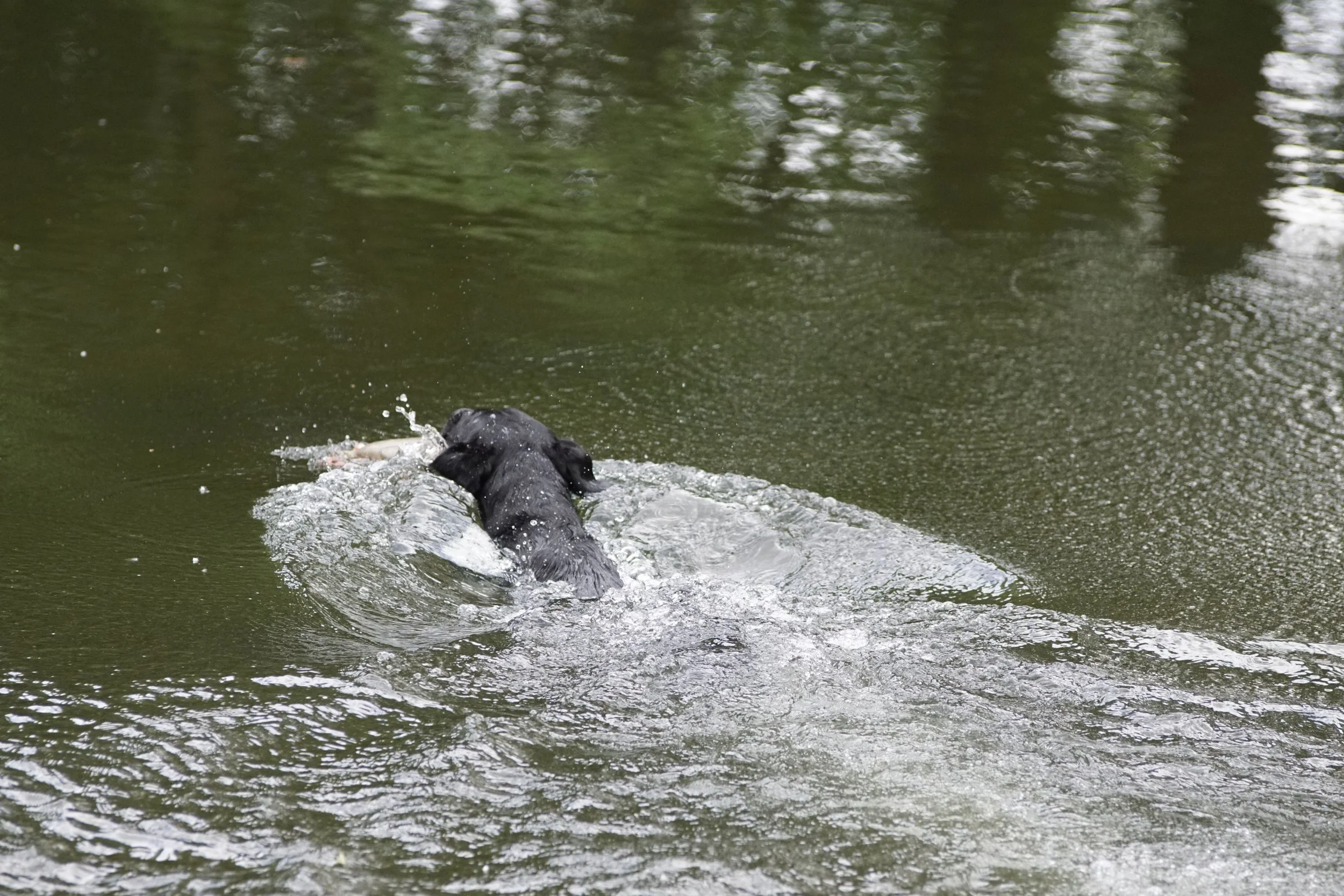 _DSC4537.JPG