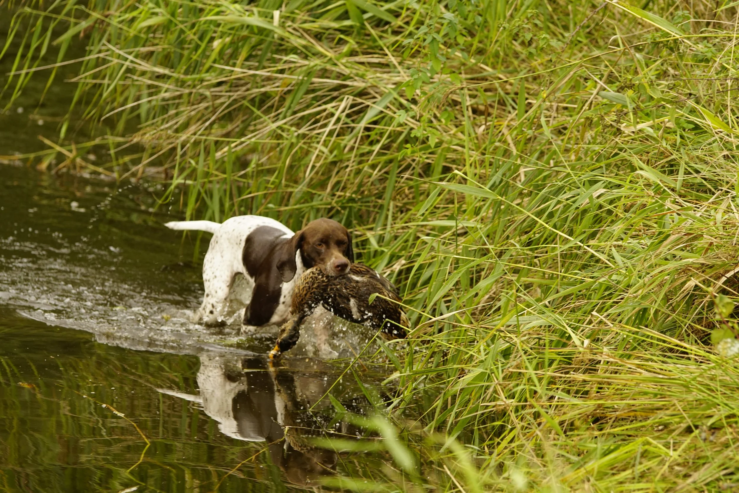 _DSC9042.JPG