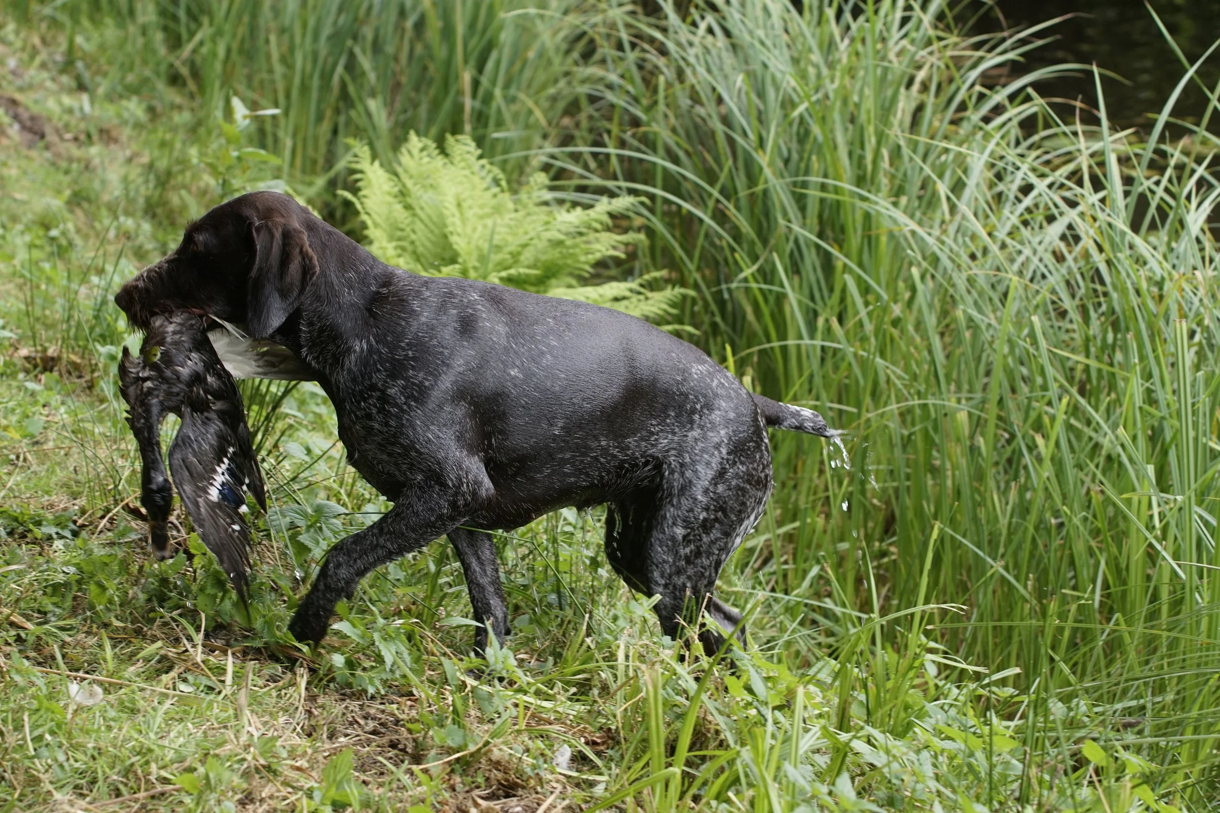 _DSC9798.JPG