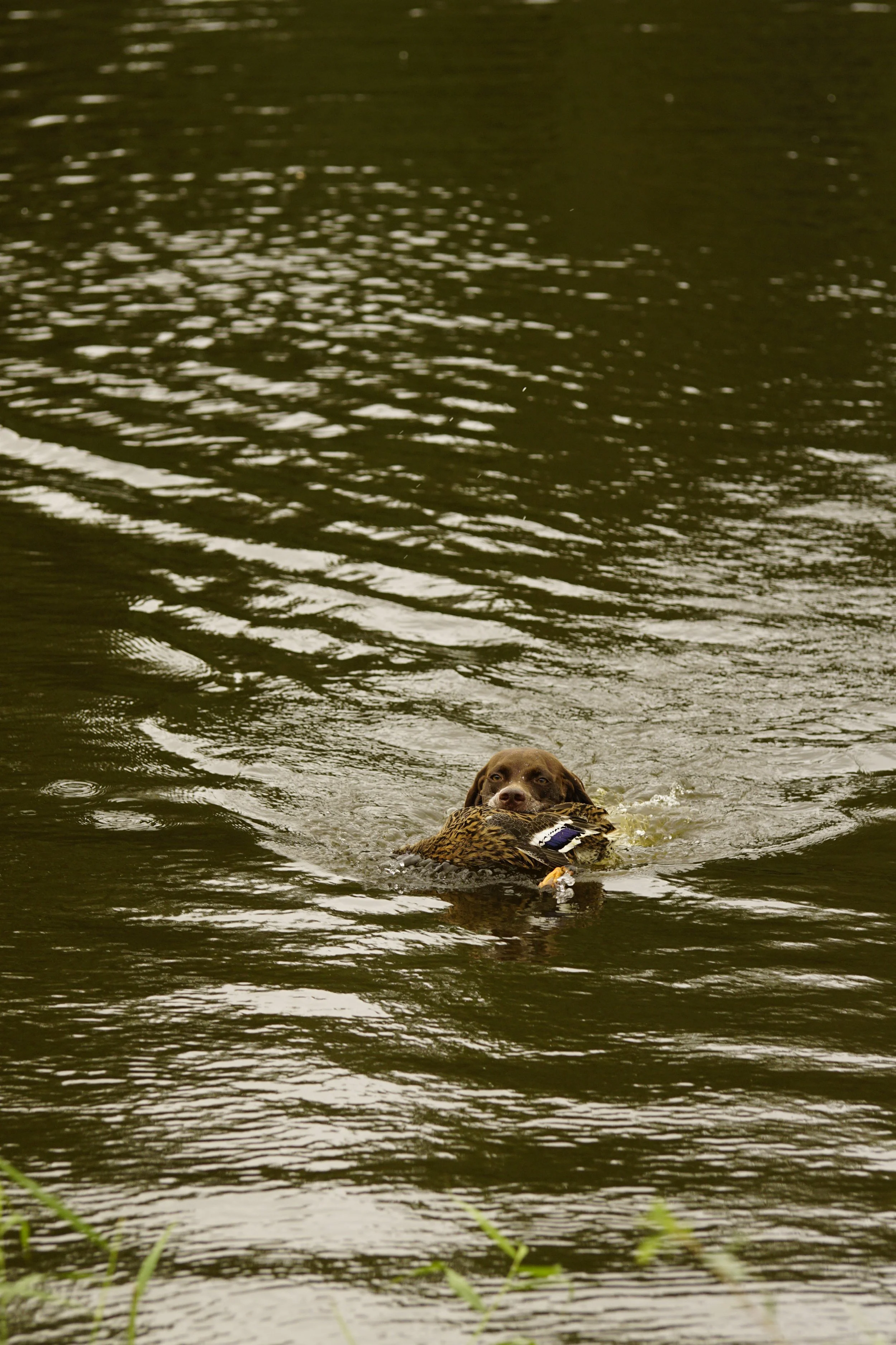 _DSC9003.JPG