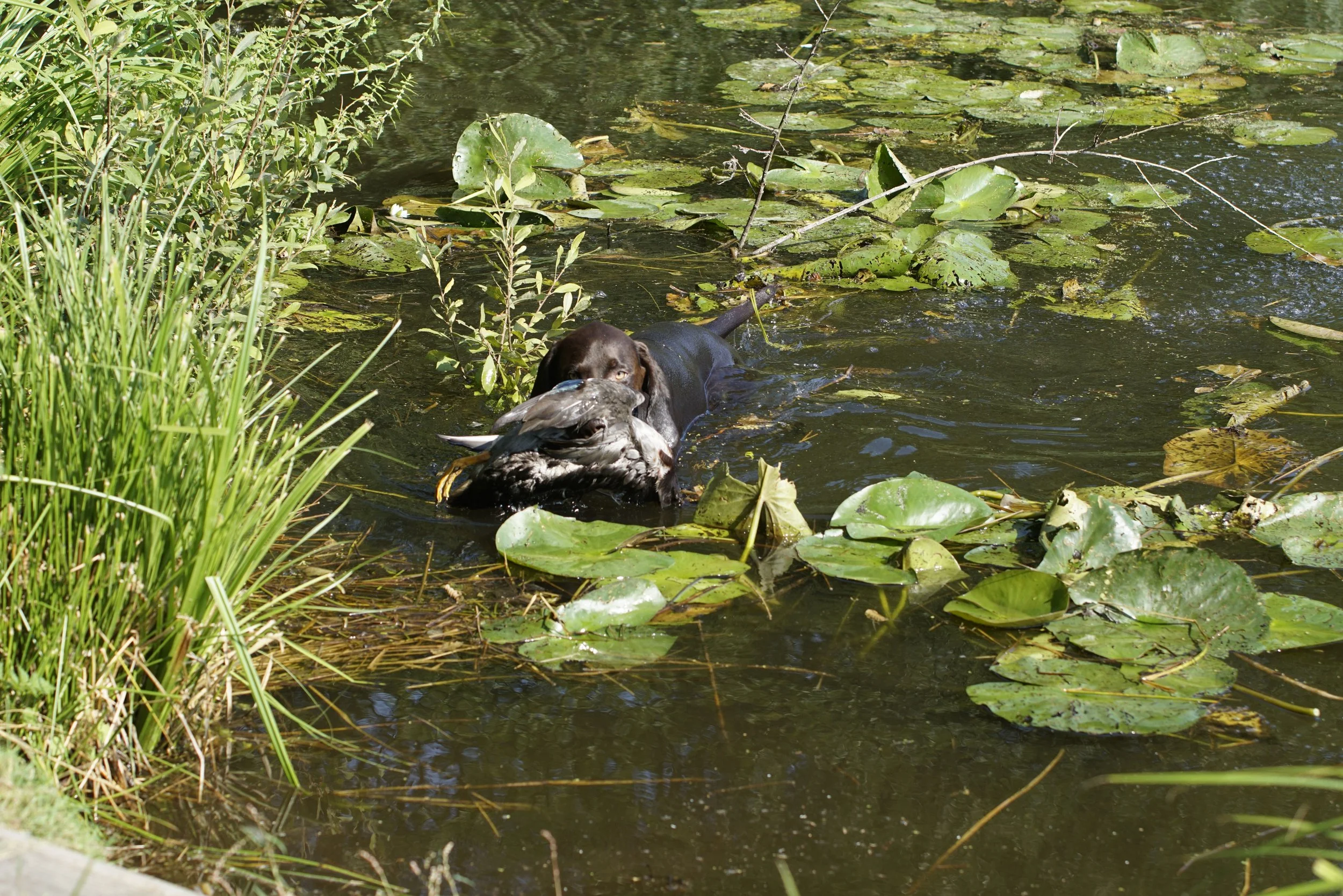 _DSC9339.JPG
