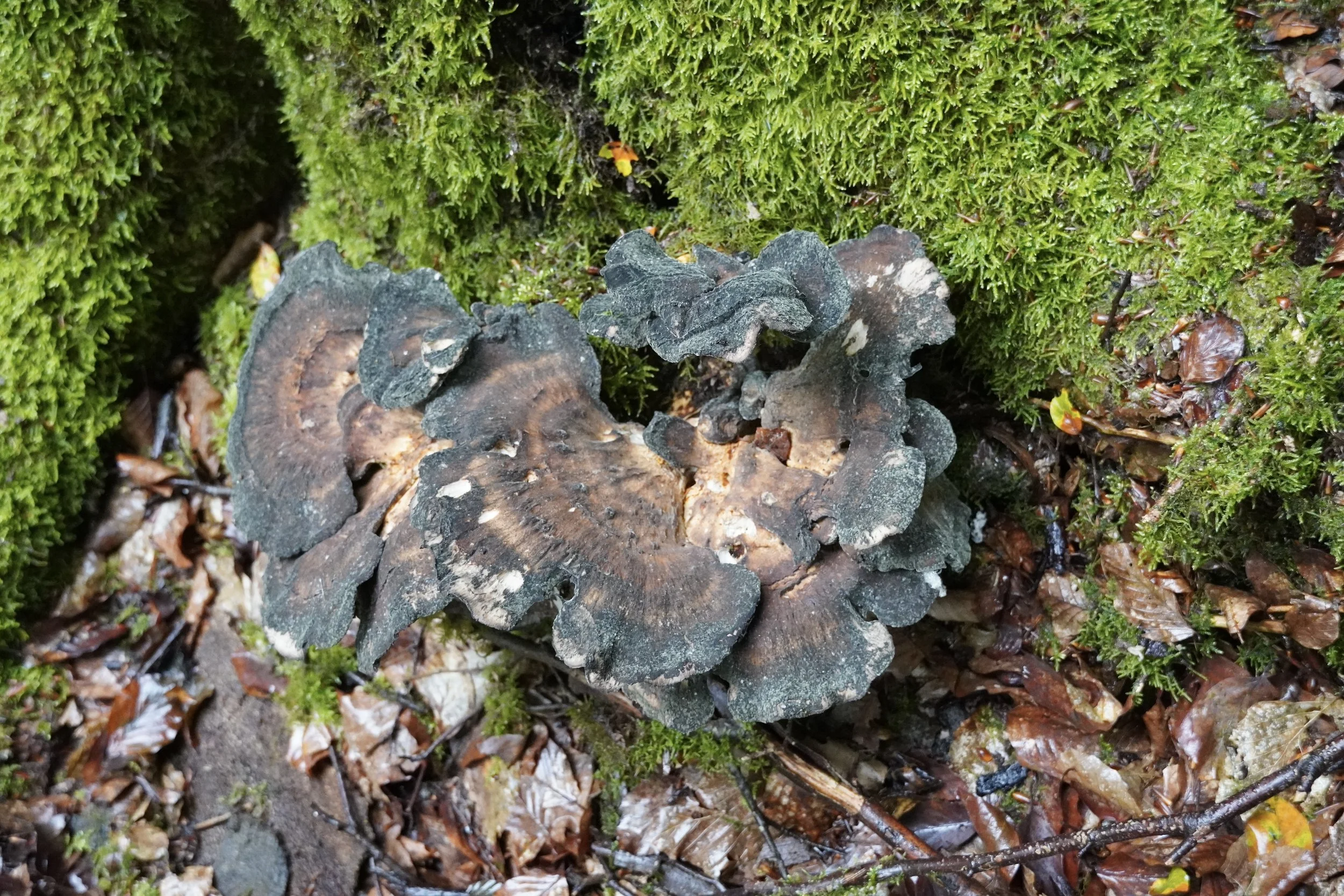 DSC00517.JPG