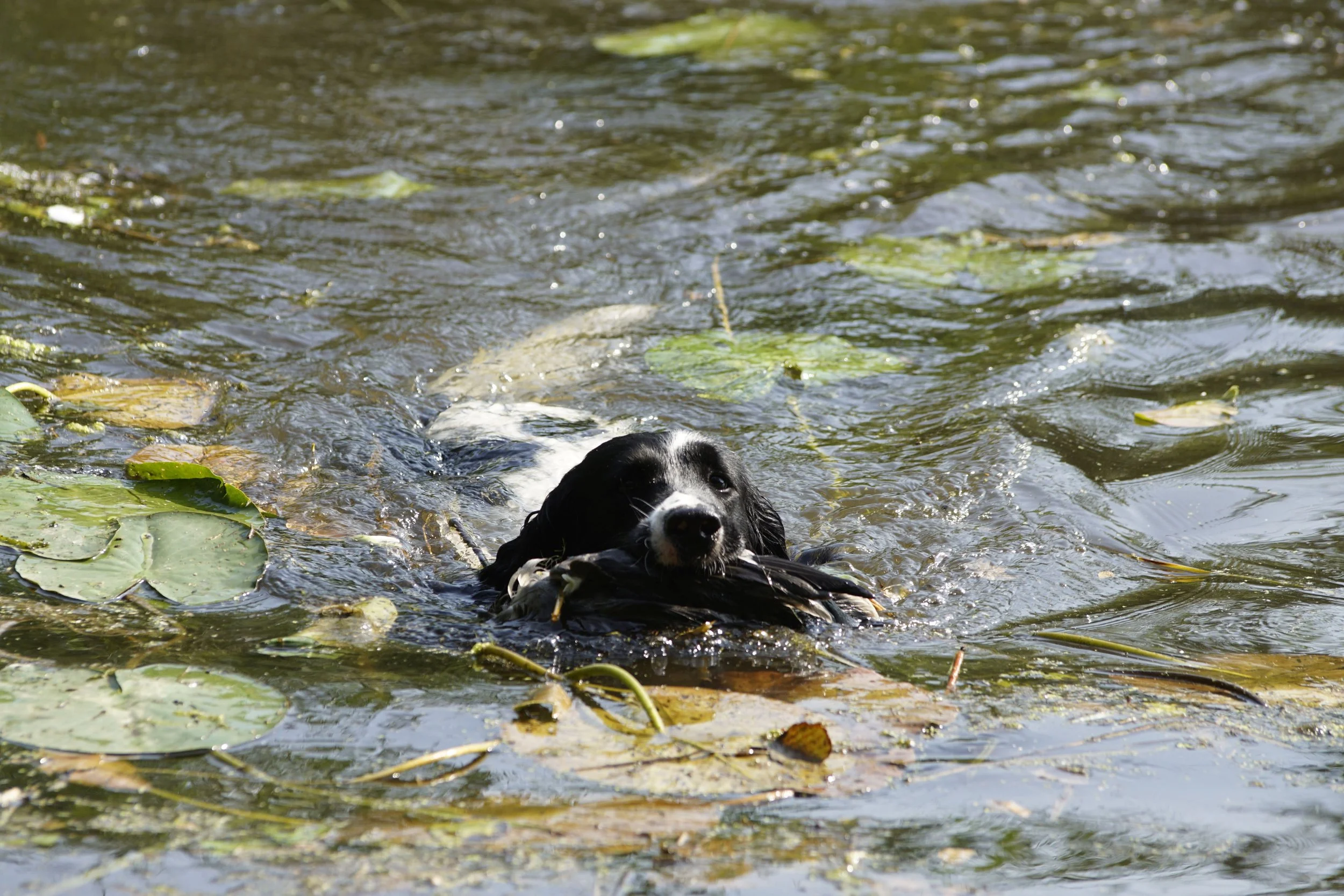 _DSC9250.JPG
