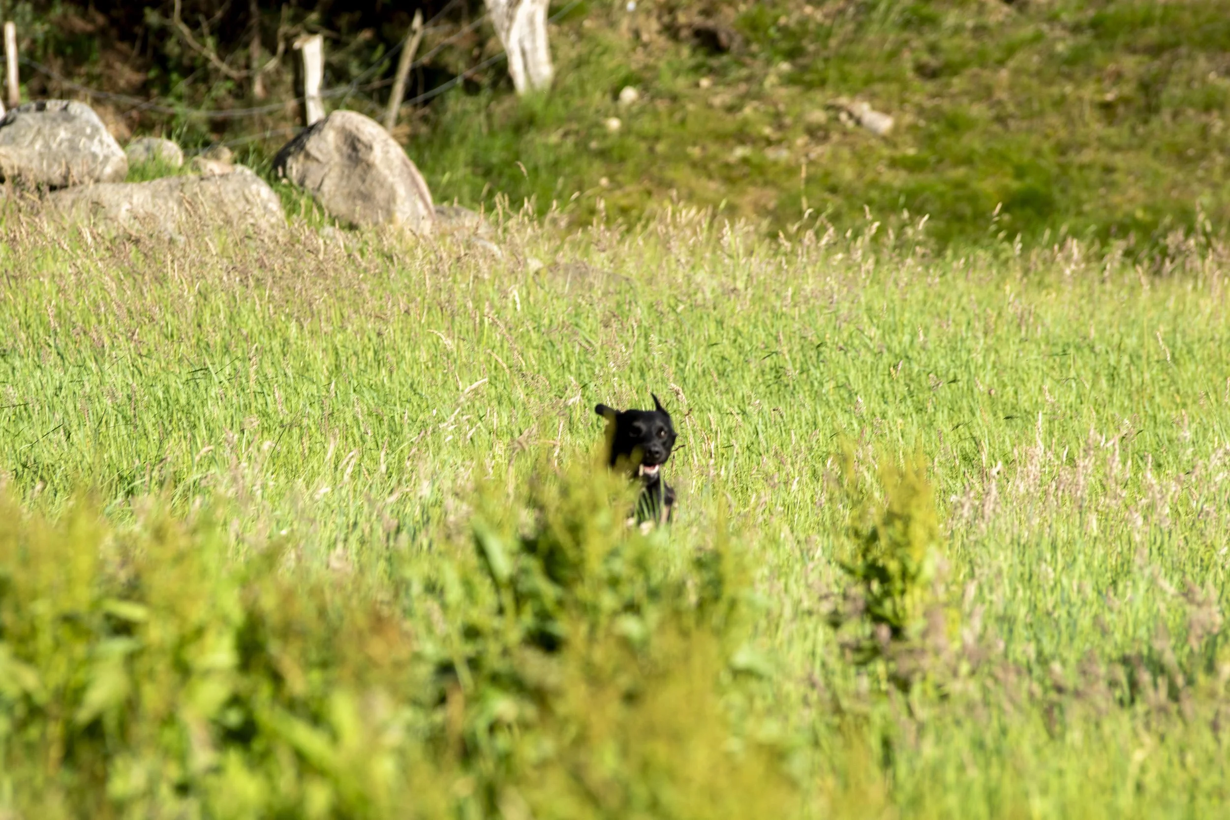 _DSC4711.jpg