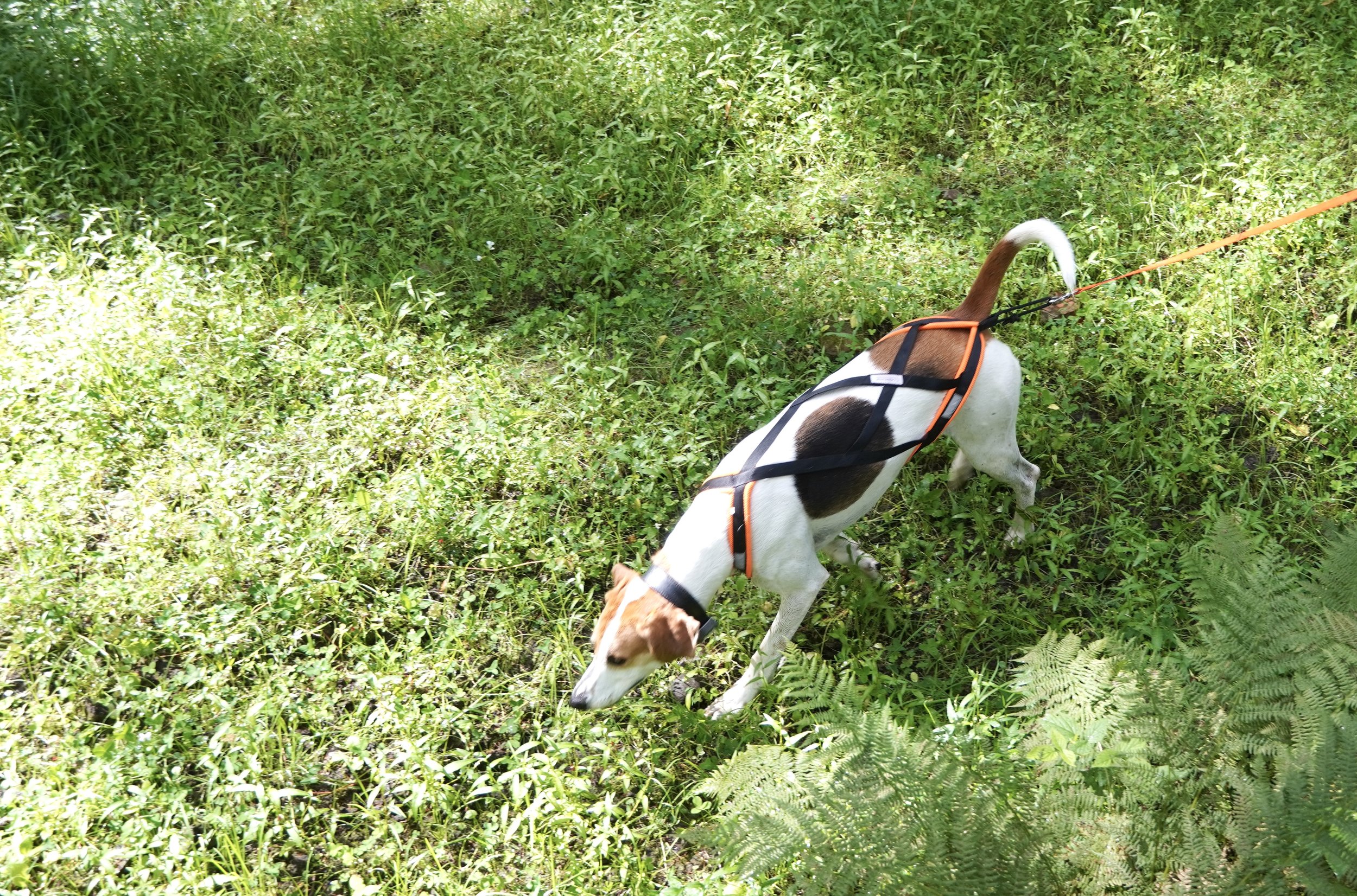 DSC00779.JPG