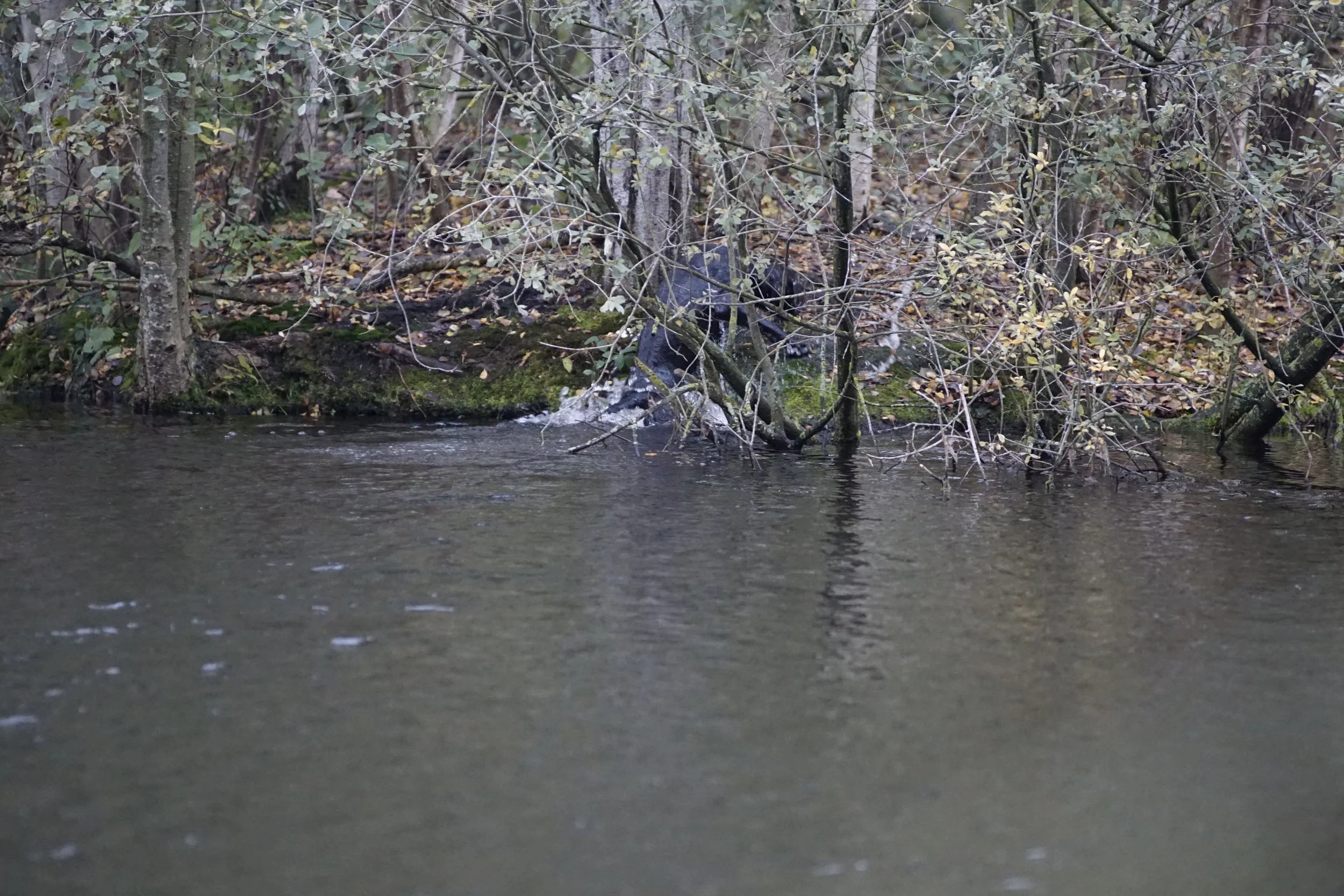 image7ii0047.jpg