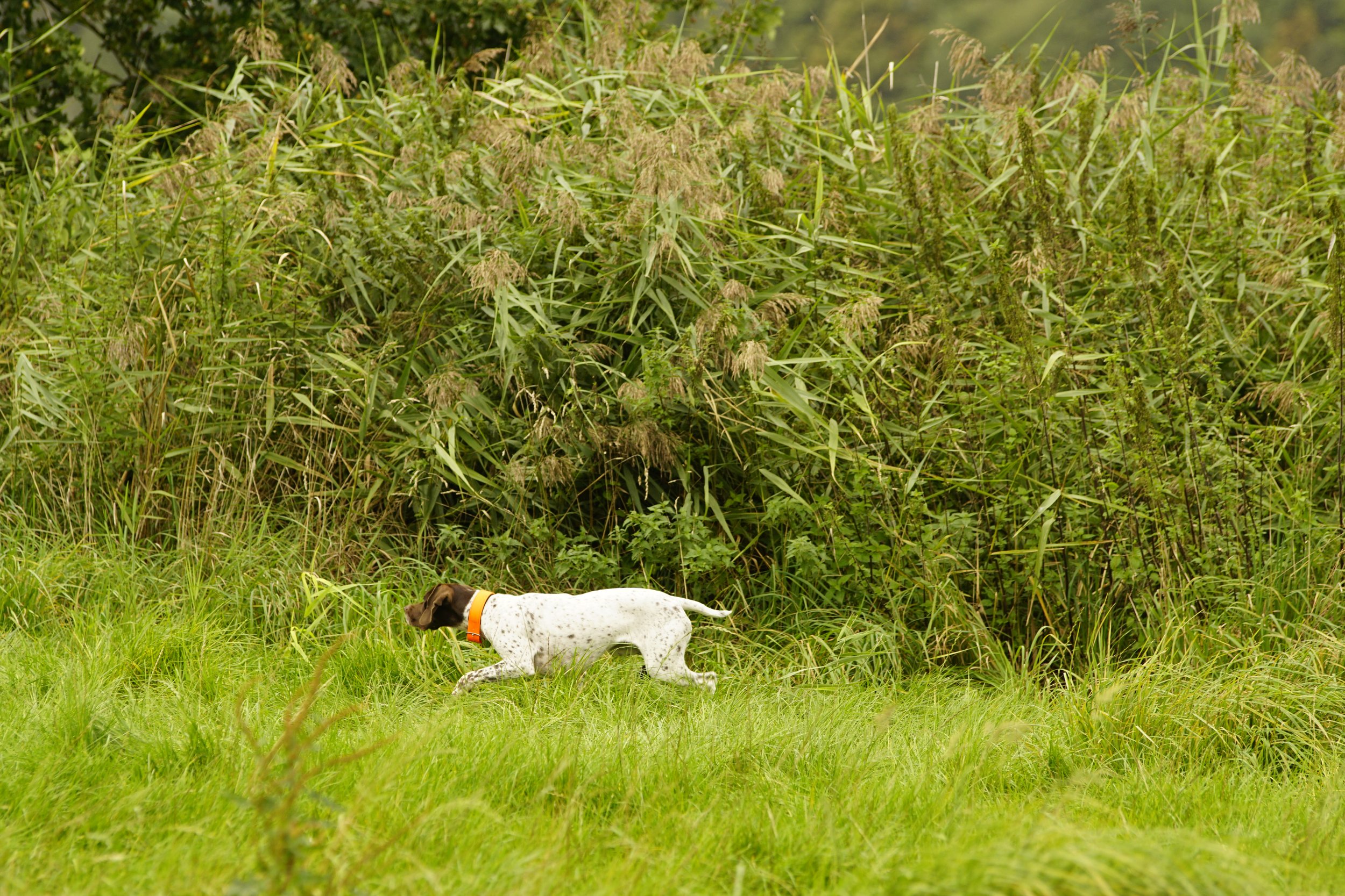 _DSC9249.JPG