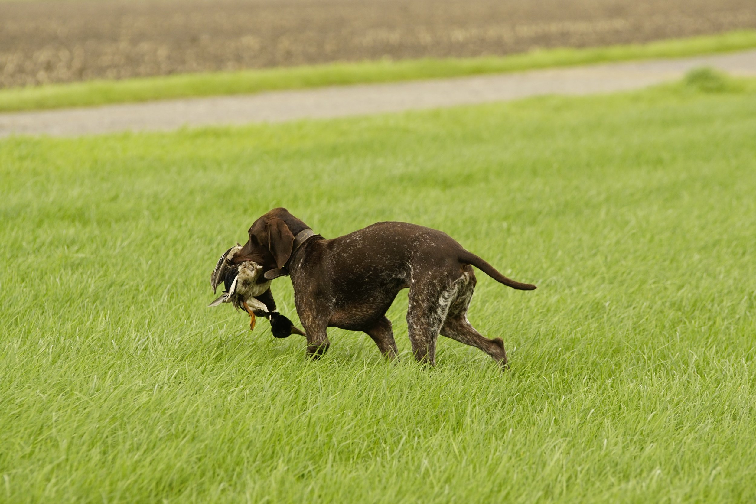 _DSC9646.JPG