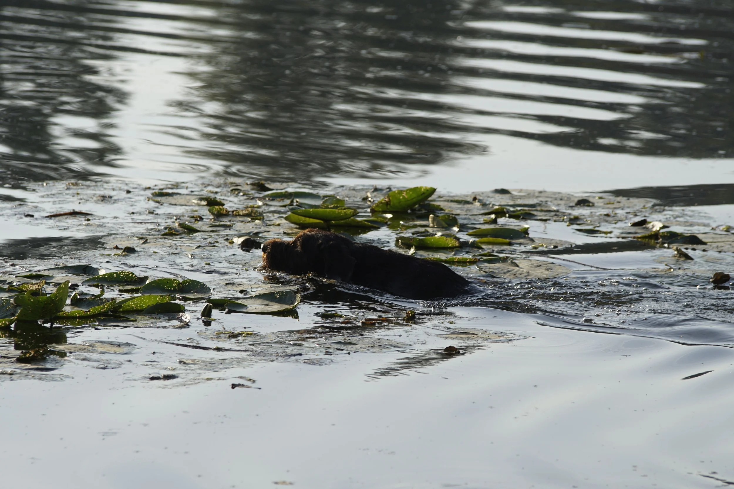 _DSC8587.JPG