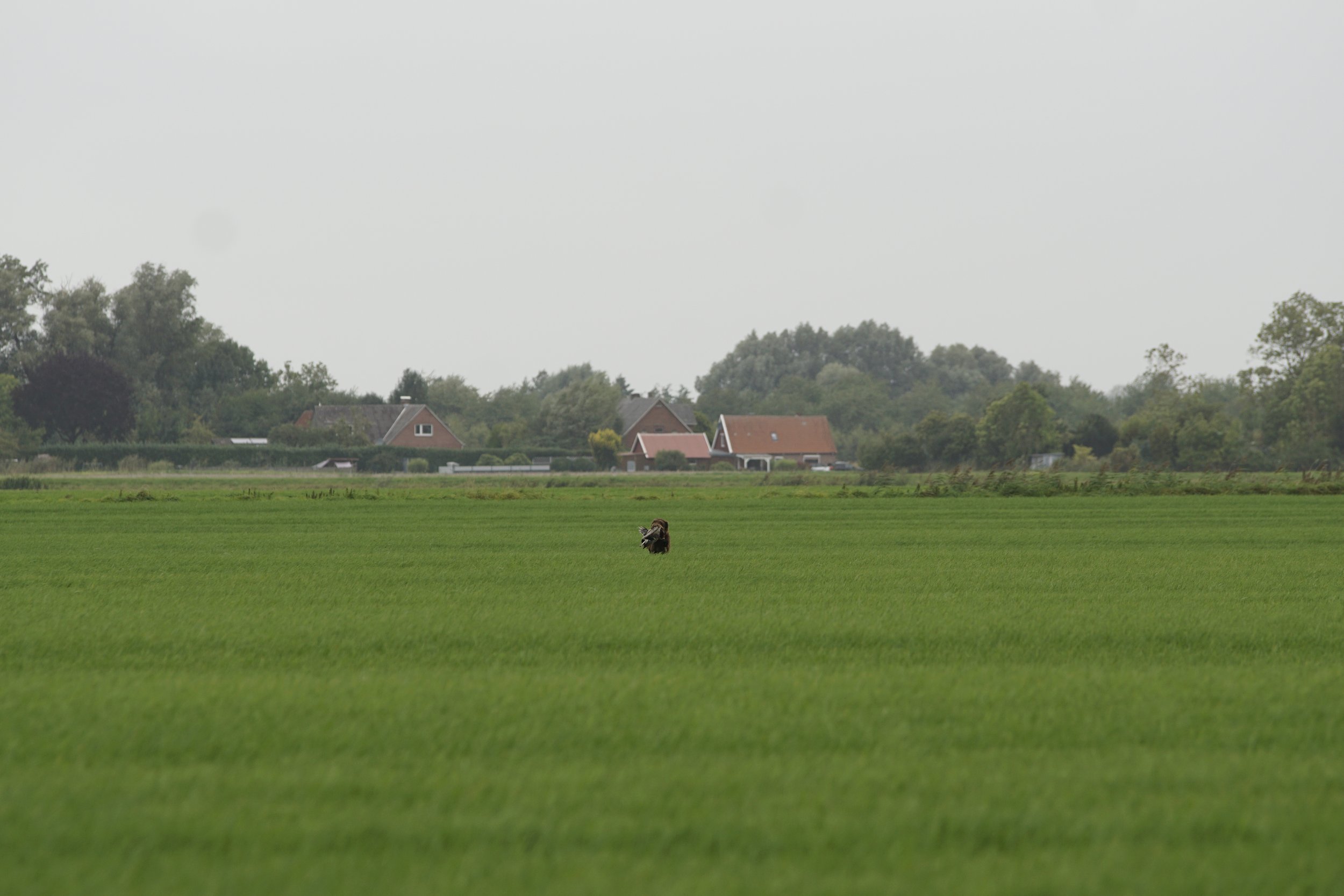 _DSC9478.JPG