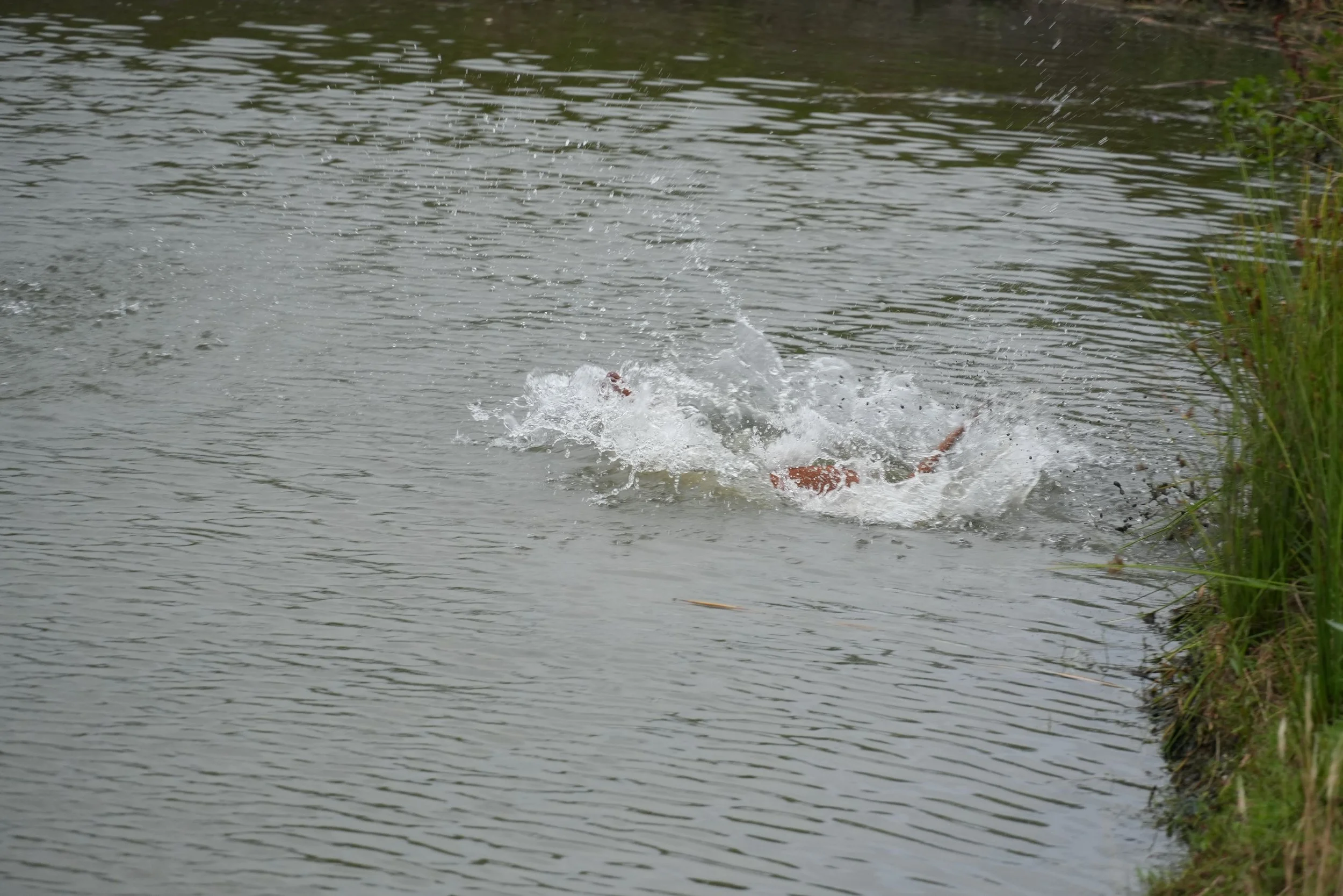 DSC08747.JPG
