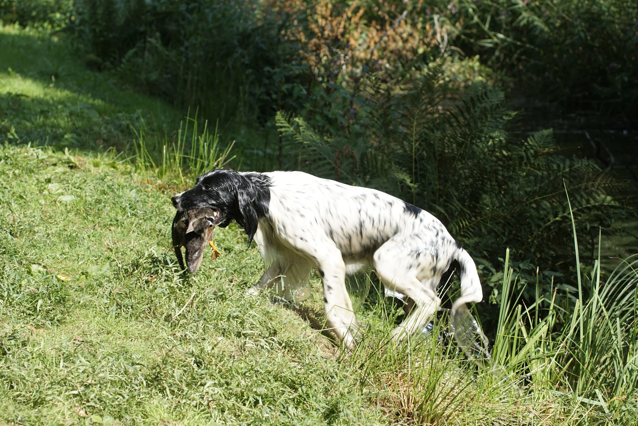 _DSC9285.JPG