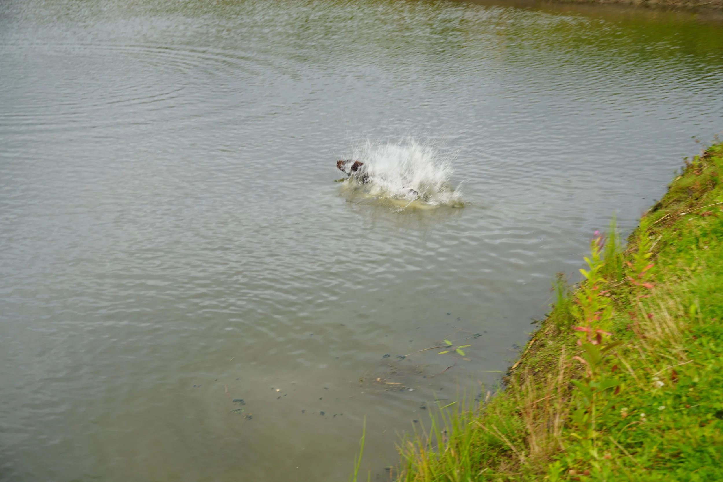 DSC08617.JPG