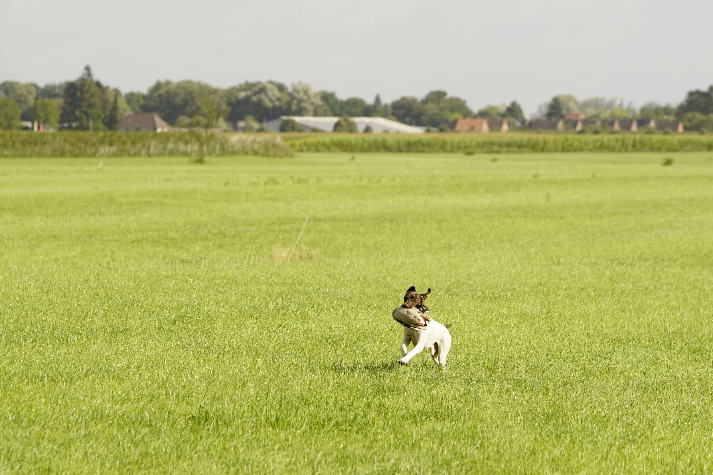 _DSC7802.JPG