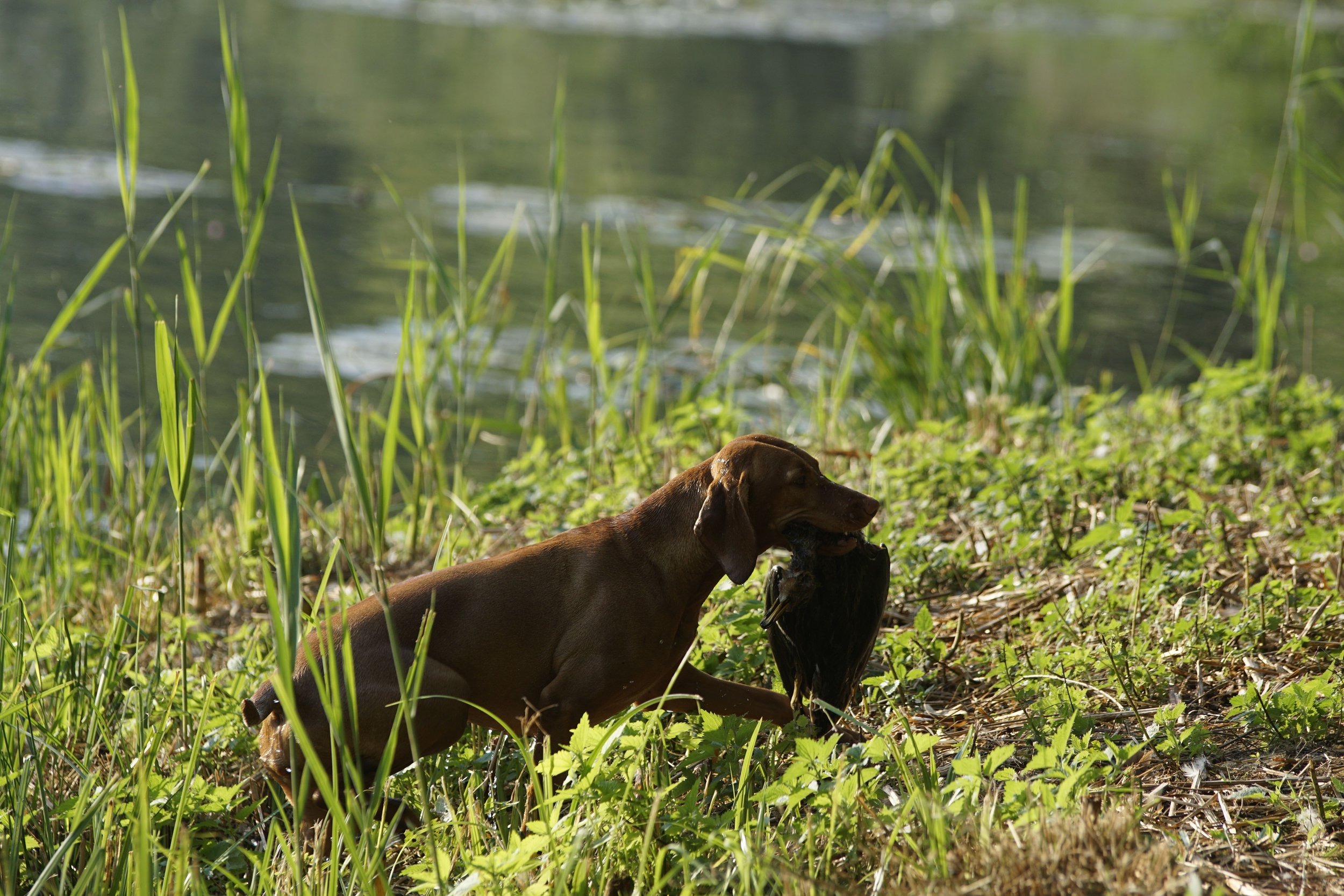 _DSC8685.JPG