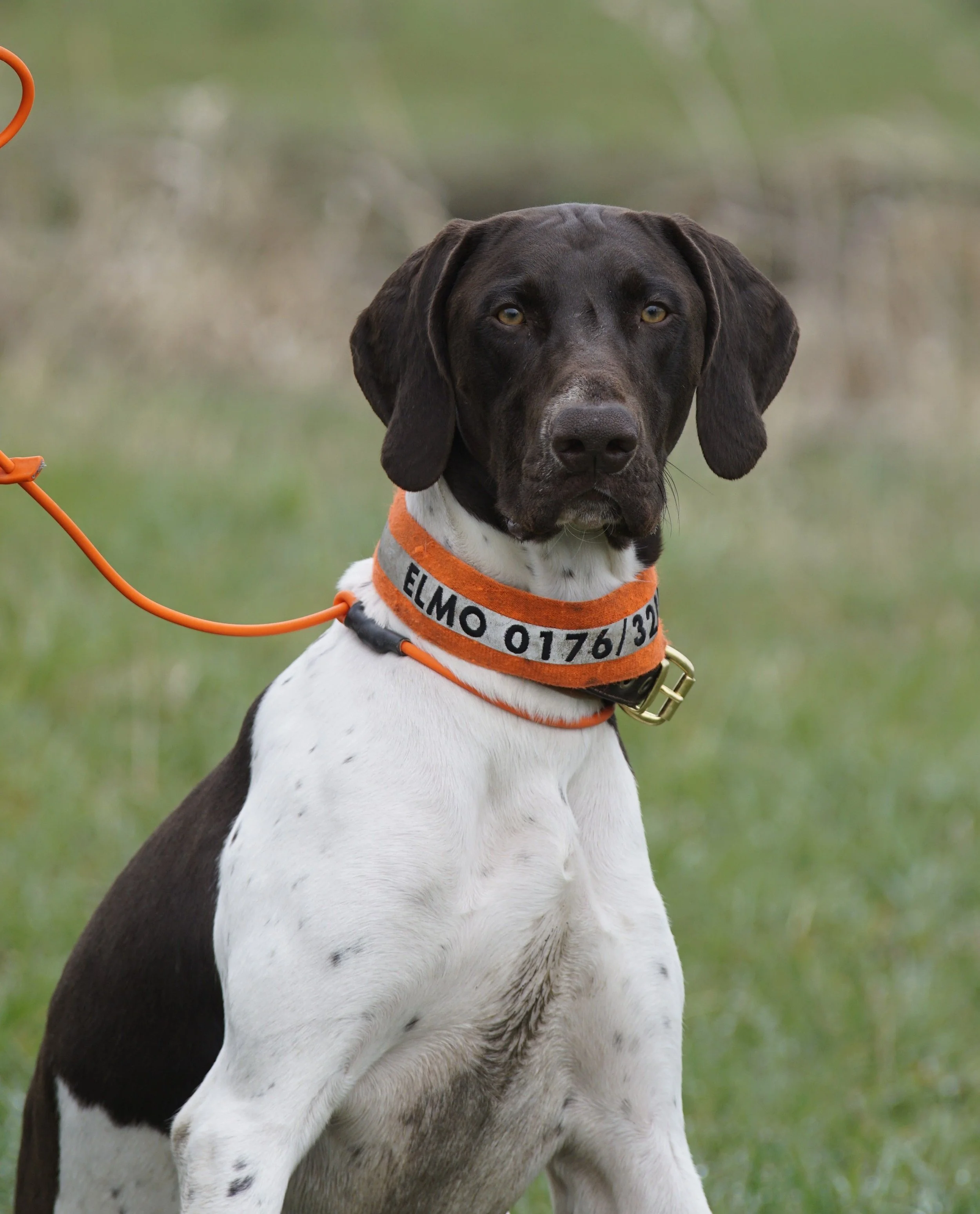 _DSC0516.JPG