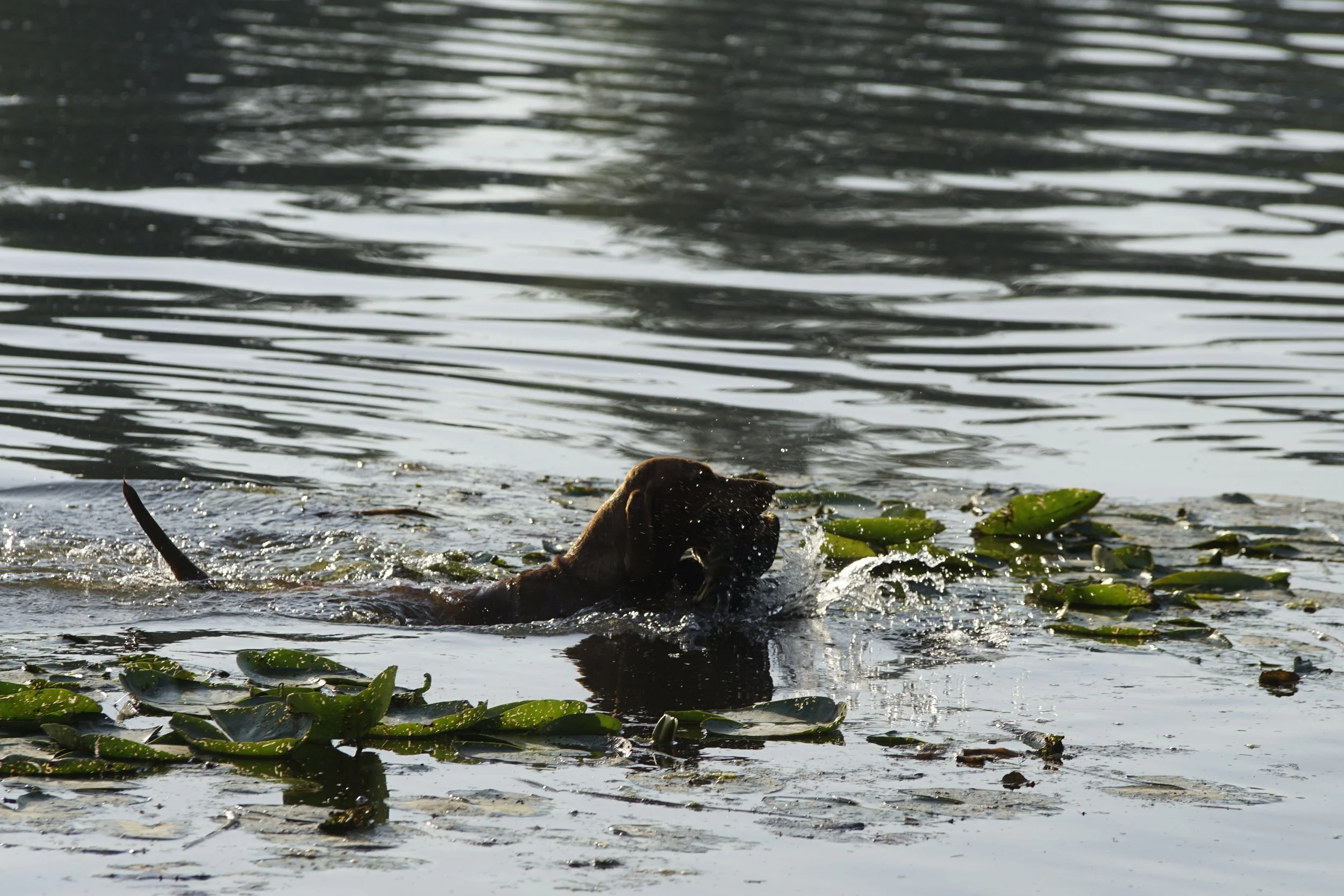 _DSC8683.JPG