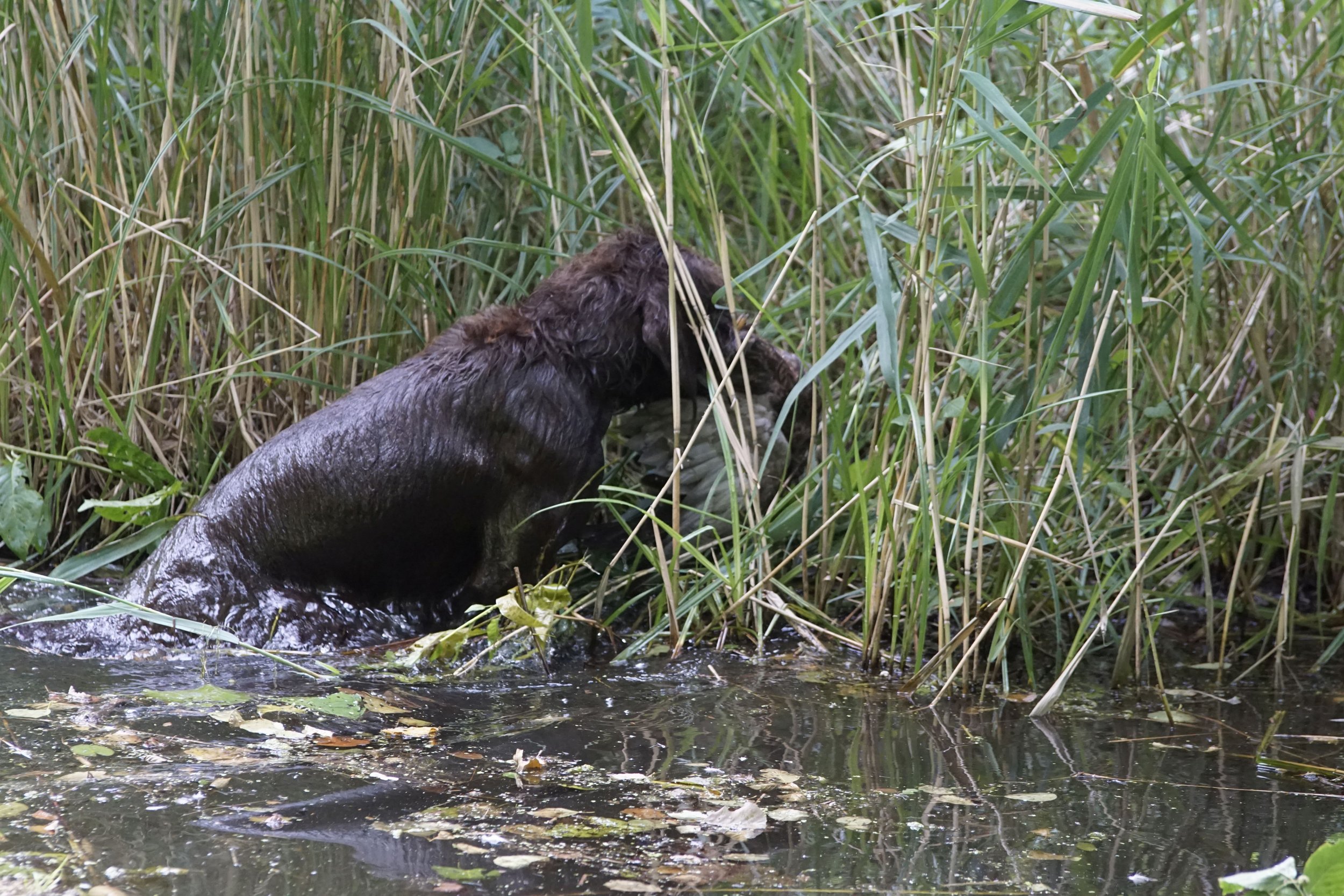 _DSC9460.JPG