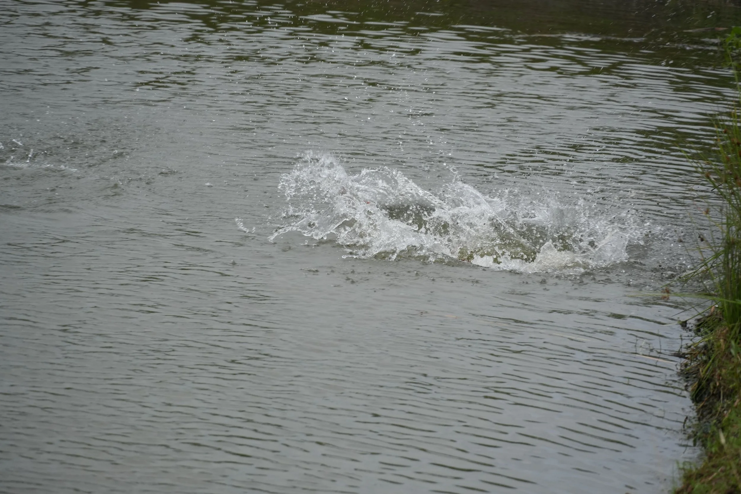 DSC08748.JPG