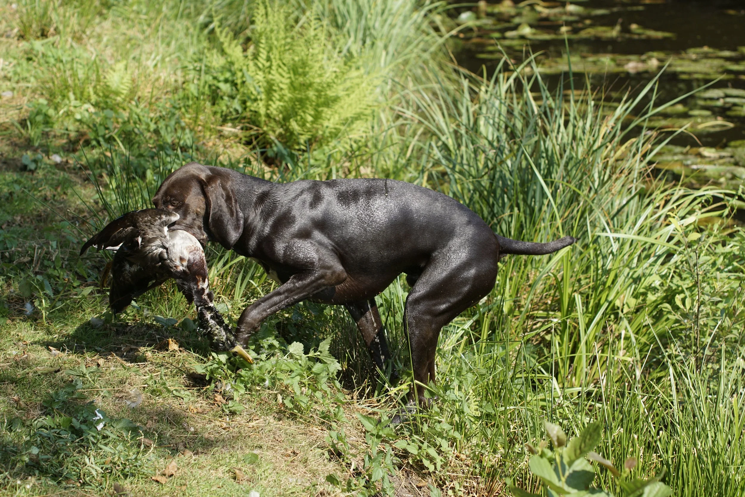 _DSC9344.JPG