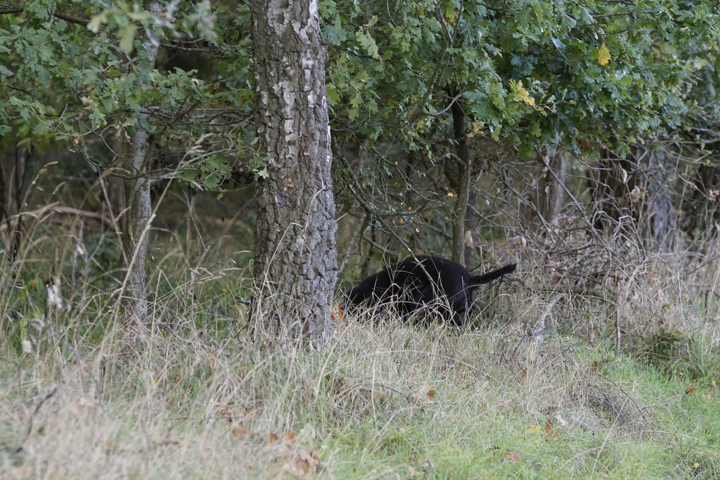 _DSC3417.JPG
