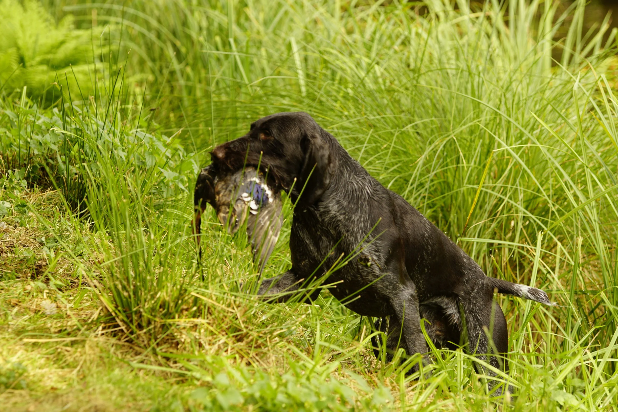 _DSC9626.JPG