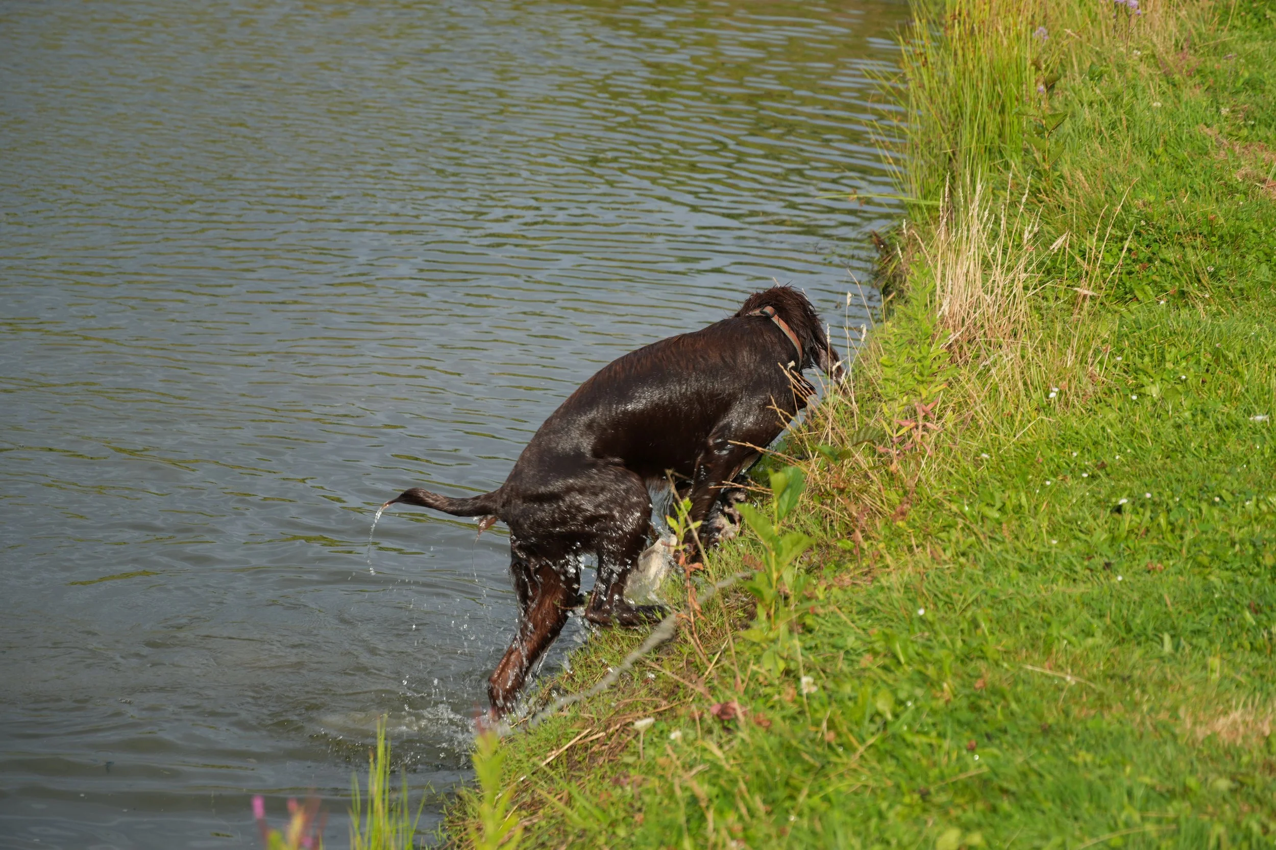 DSC08584.JPG