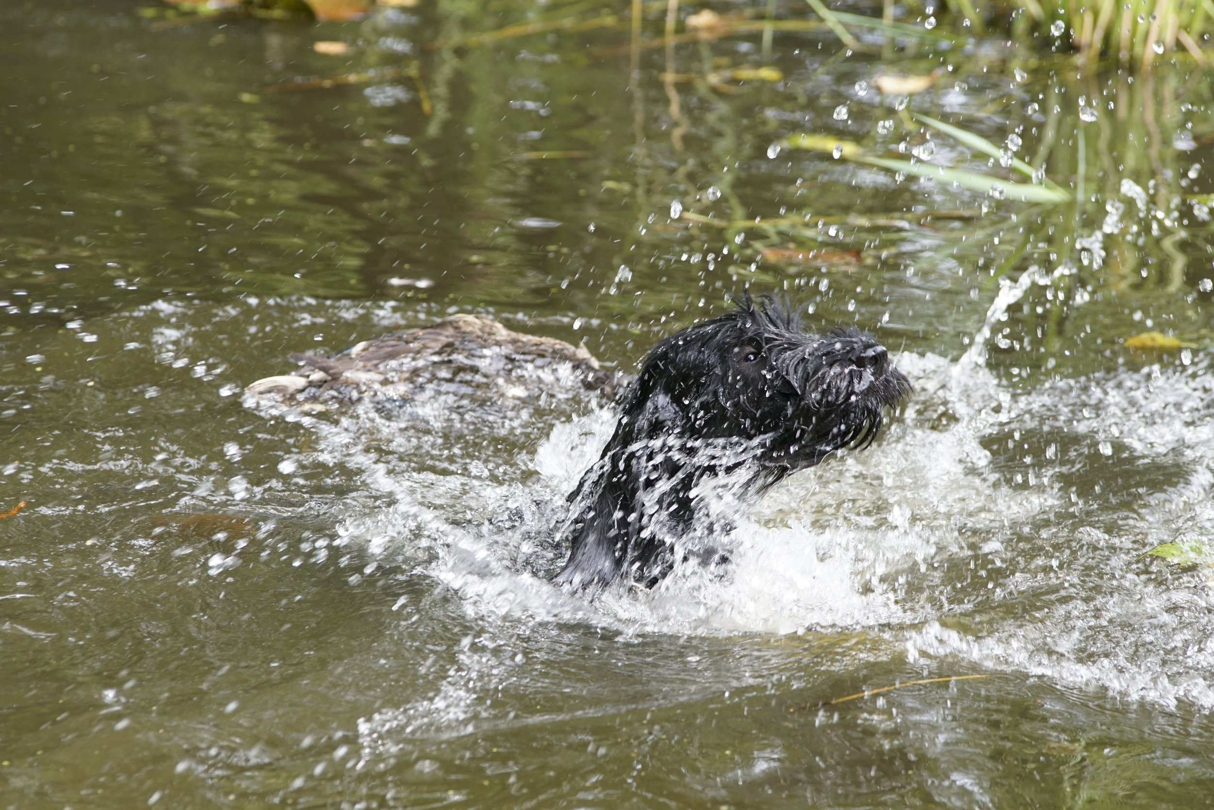 _DSC9509.JPG