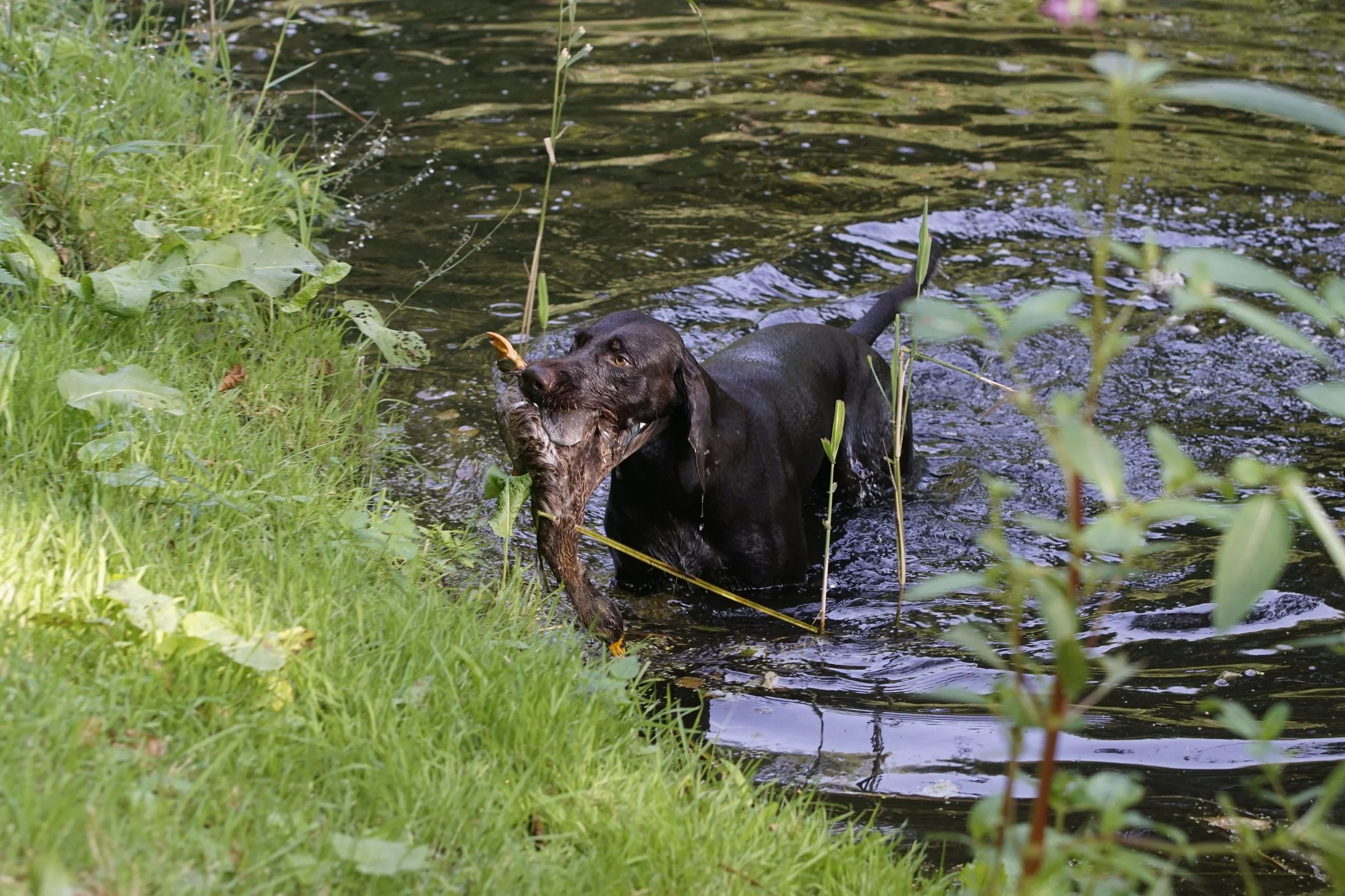 _DSC9080.JPG