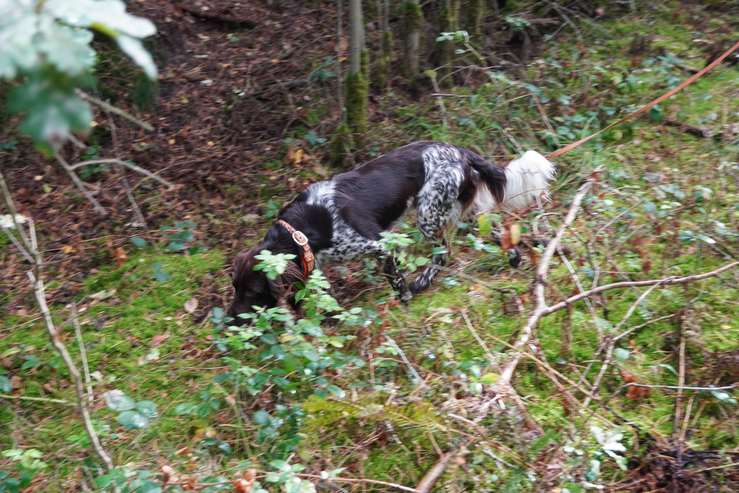DSC01849.jpeg