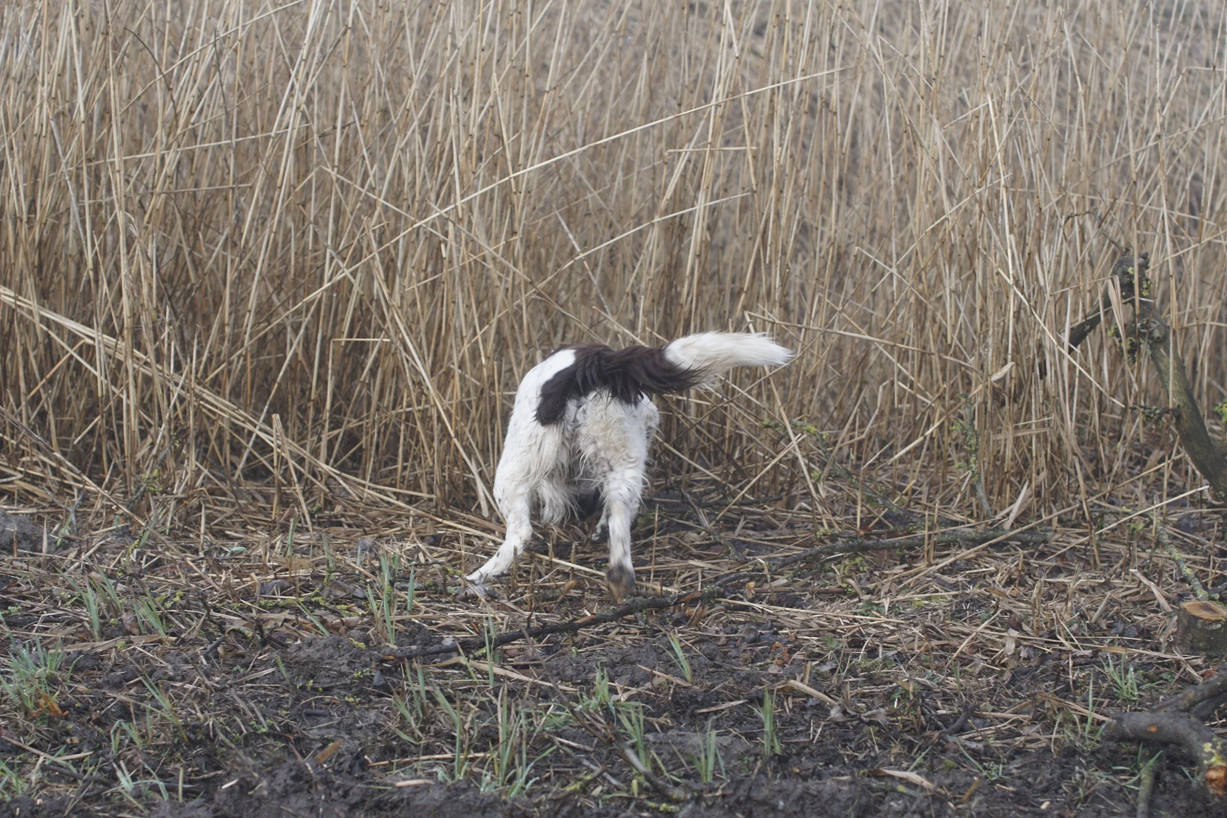 _DSC0033.JPG